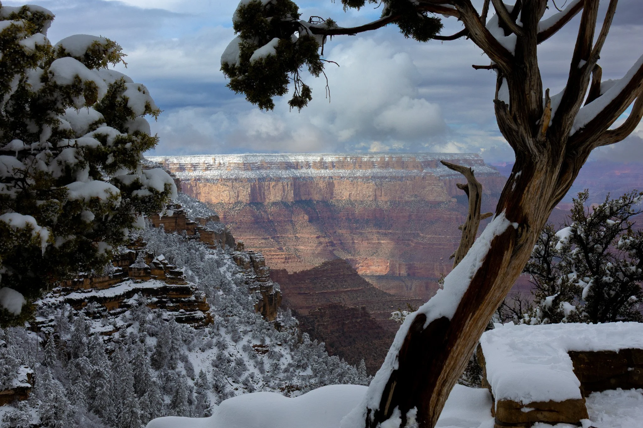 Snow-covered trees and landscape at the Grand Canyon with a cloudy sky.