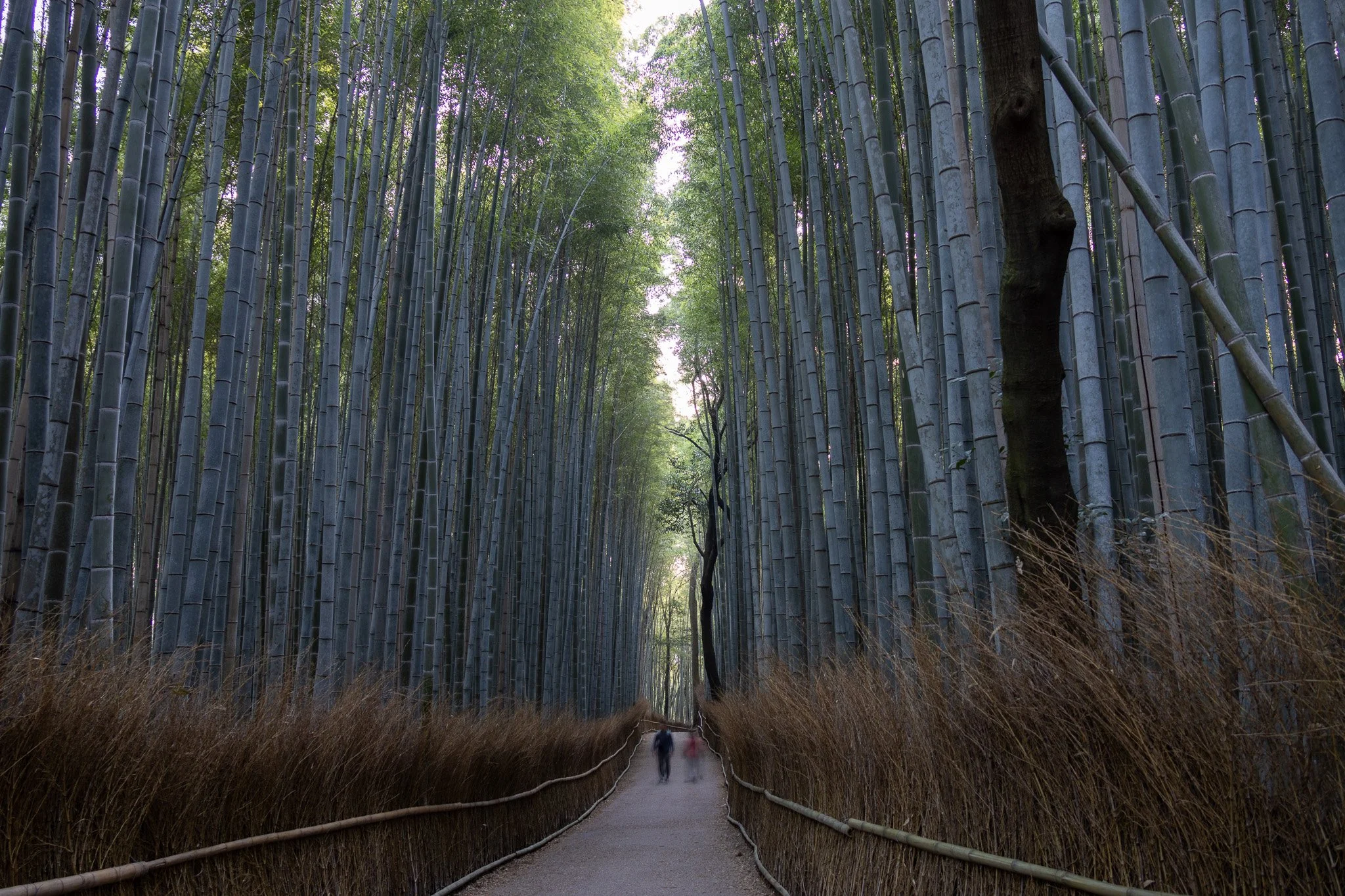 A pathway through a bamboo forest with tall green bamboo stalks on both sides and two people walking in the distance.