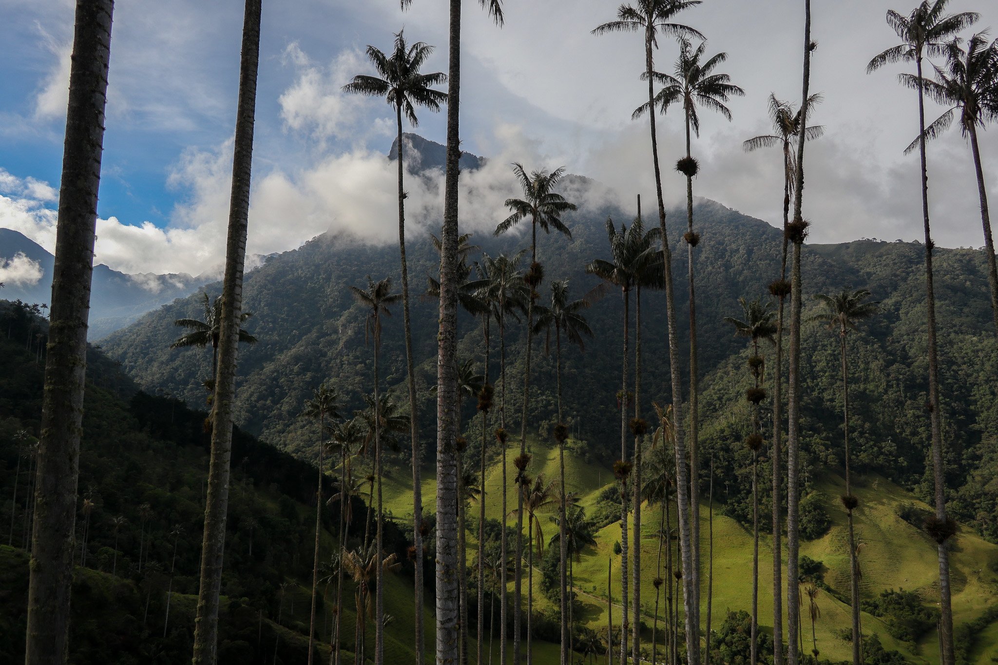 A landscape view of lush green mountains with tall, slender palm trees in the foreground. Cloudy sky with some sunlight illuminating parts of the mountains.