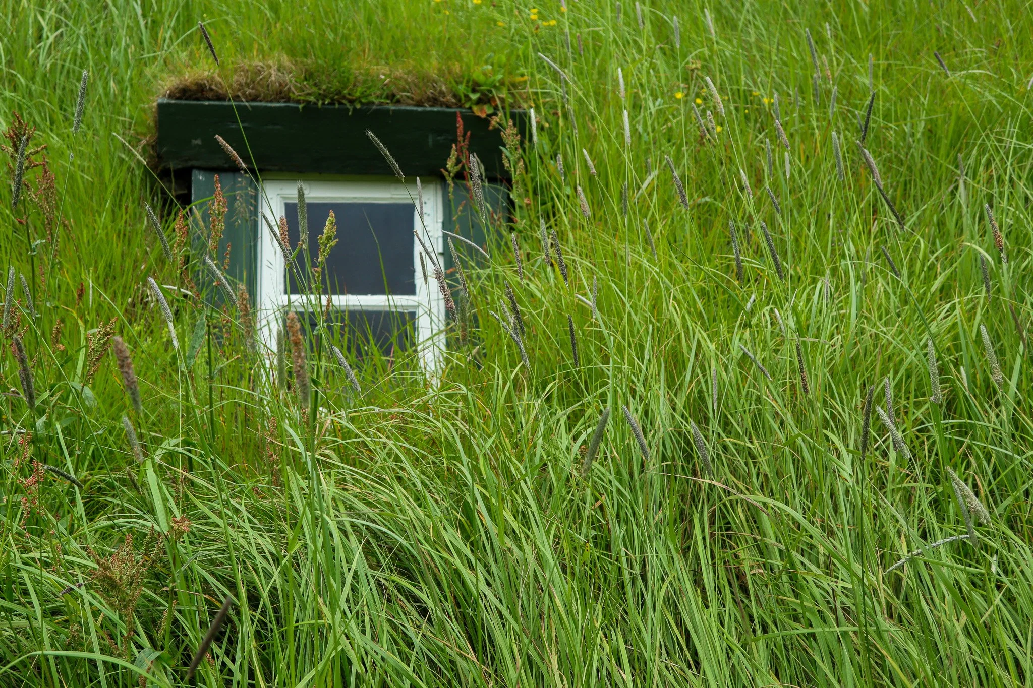 A small window partially hidden in tall green grass and wild plants.