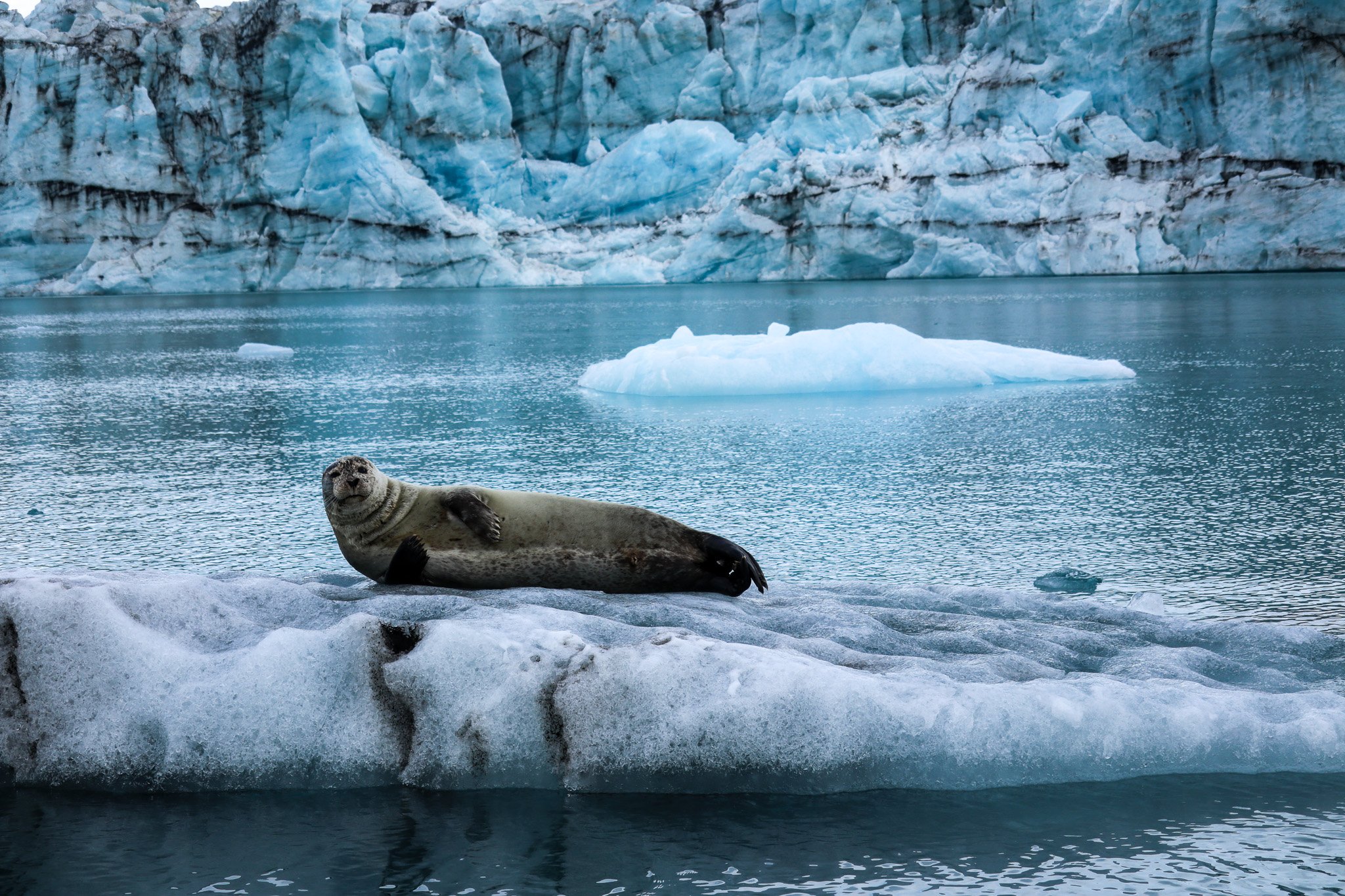 A seal lying on a piece of ice in icy waters with glaciers in the background.