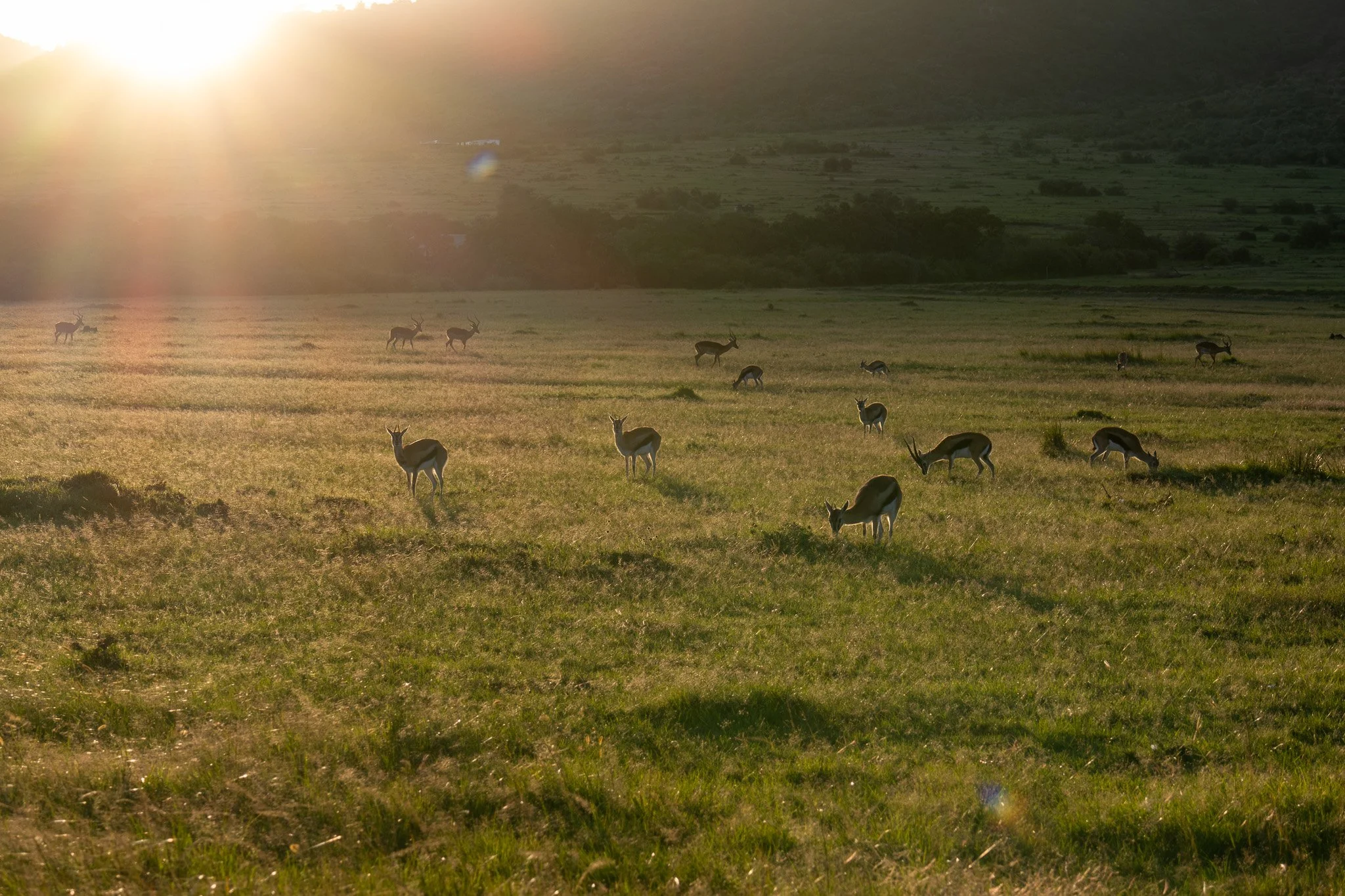 A herd of gazelles grazing on a grassy plain during sunset, with the sun low in the sky and hills in the background.