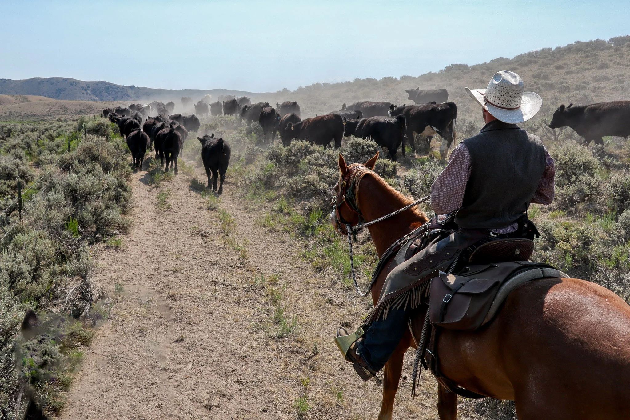 A man riding a brown horse on a dirt trail in a semi-arid landscape, herding a group of cows and calves, with rolling hills and a clear sky in the distance.