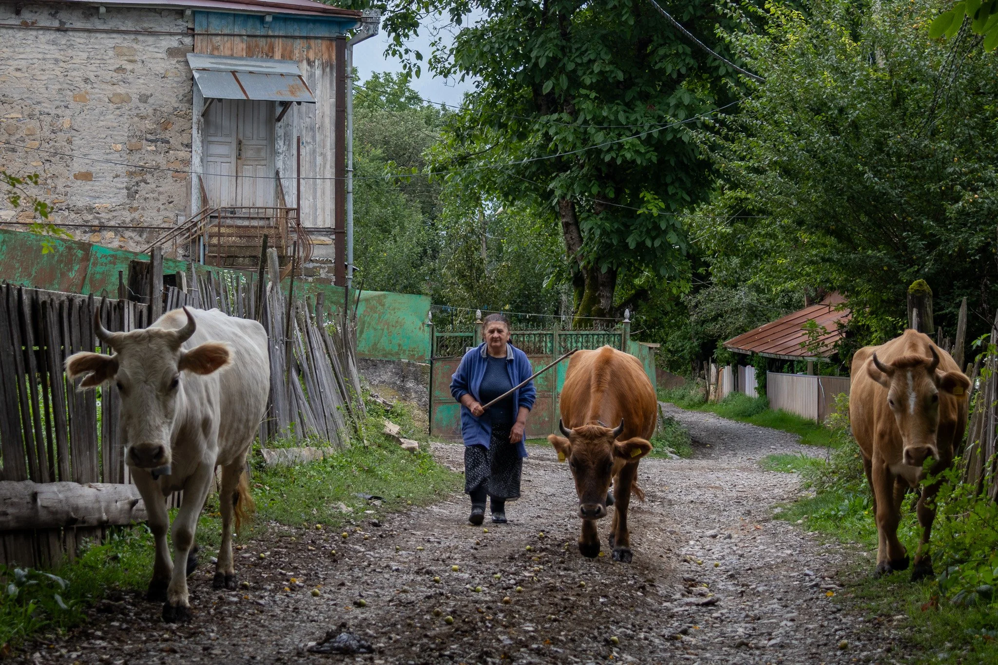 A woman herding three cows along a rural dirt path with trees and wooden houses in the background.