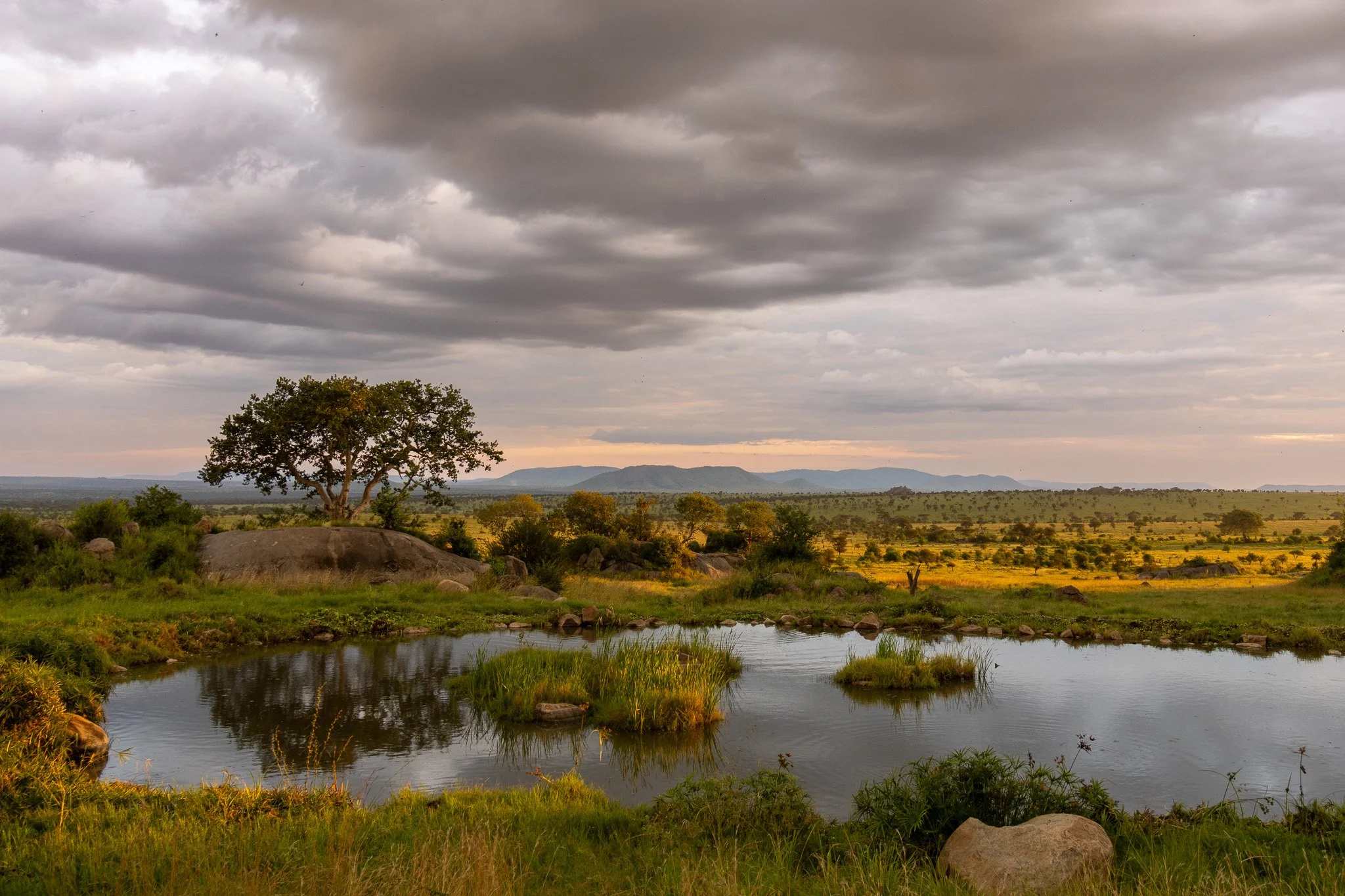Scenic landscape featuring a small pond with green grass and rocks around it, a prominent tree on a rock formation, and a vast open field with sparse trees under a cloudy sky.