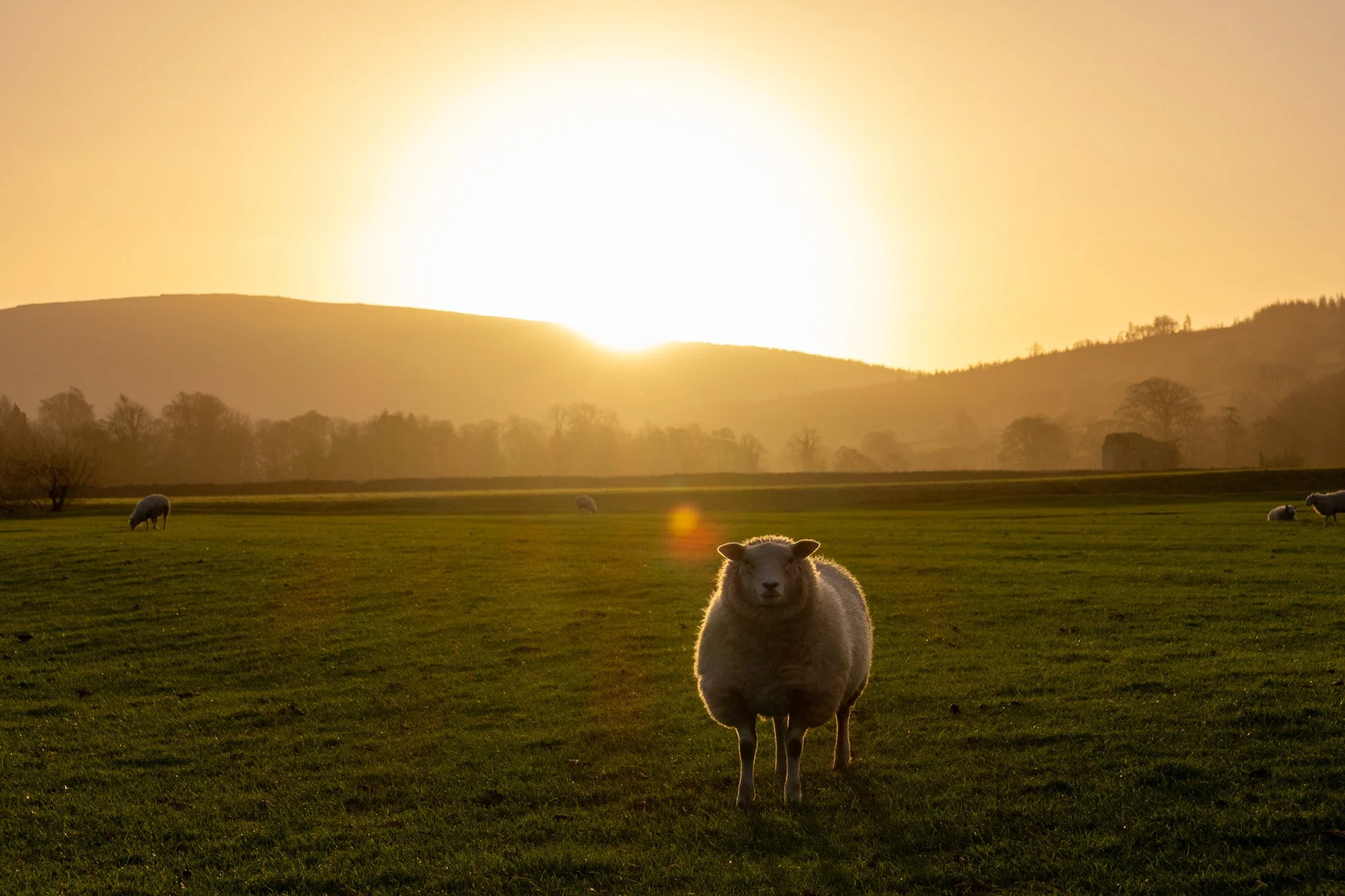 A sheep standing in a grassy field with other sheep farther away, during sunset with the sun low over distant hills.