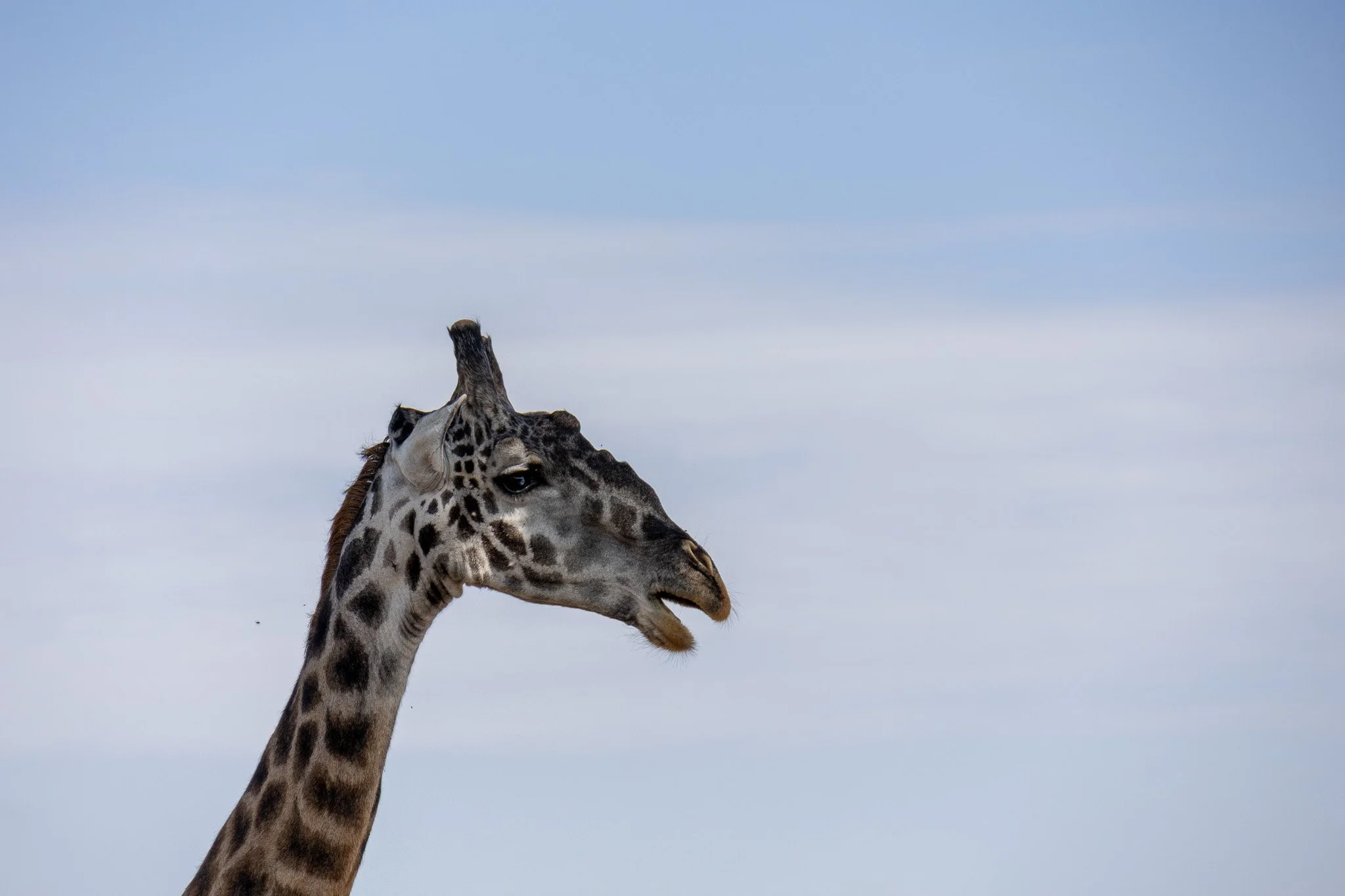 Close-up of a giraffe's head and neck against a cloudy sky.