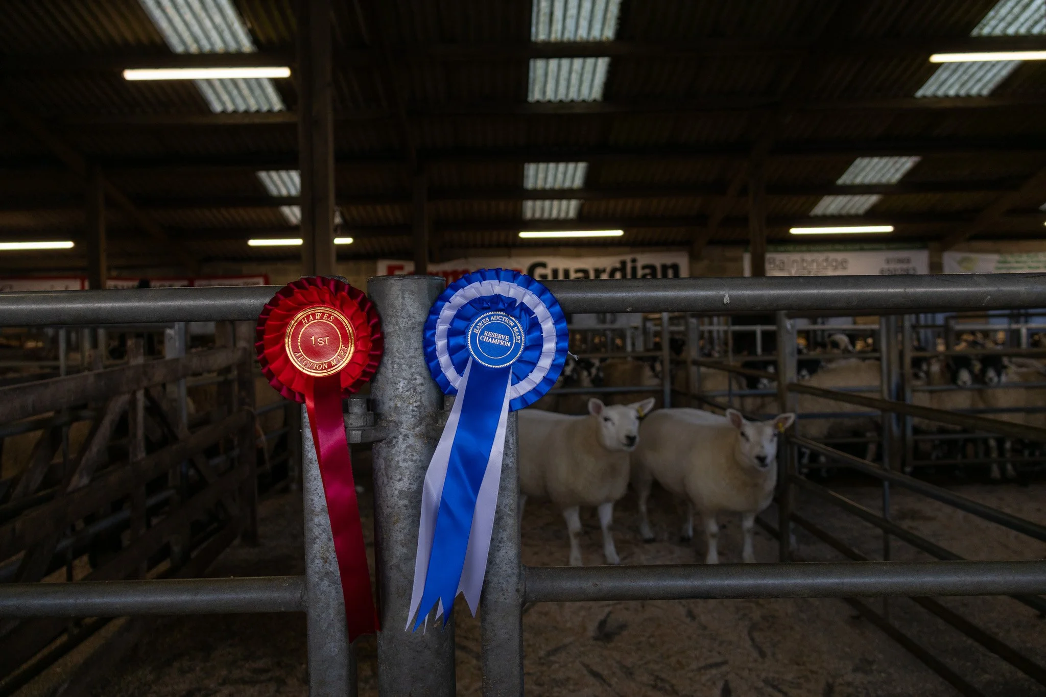 Two award ribbons, one red and one blue, attached to a metal gate at a livestock exhibition. Inside the pen, there are sheep, and the background features a barn with signs and wooden beams.