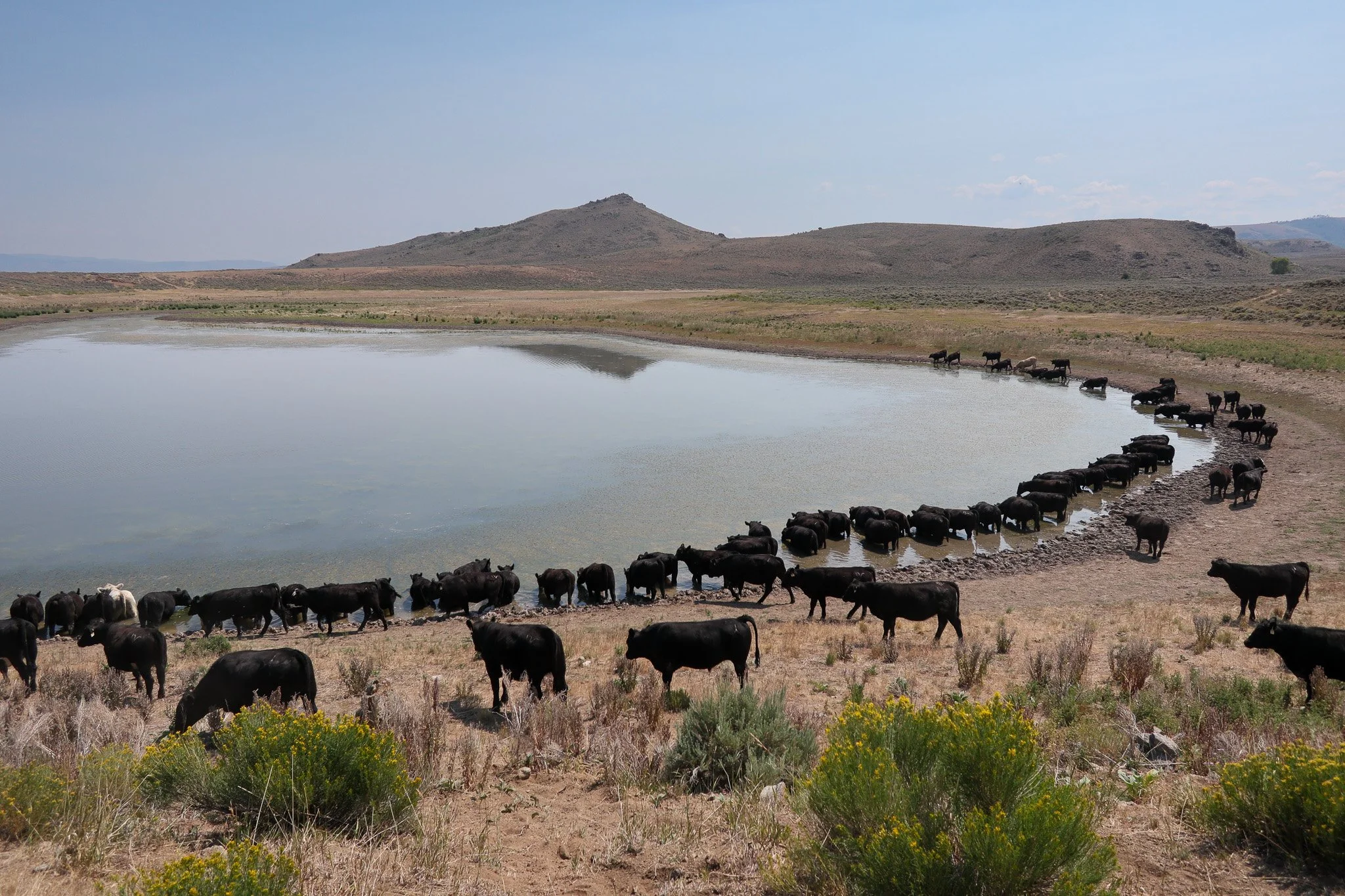 Group of cattle around a water body in a dry landscape with hills in the background.