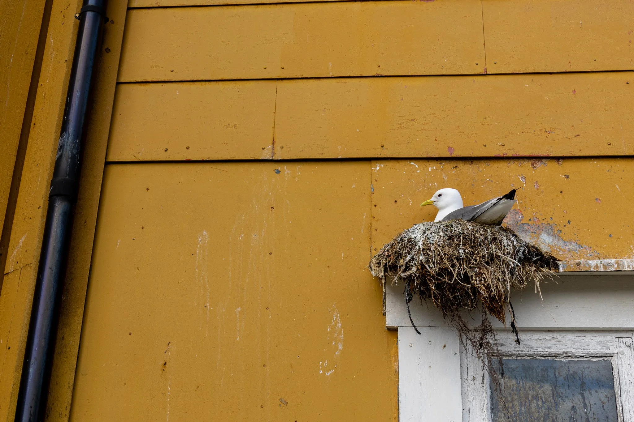 A seagull sitting in a nest on the edge of a window frame against a yellow wooden wall.