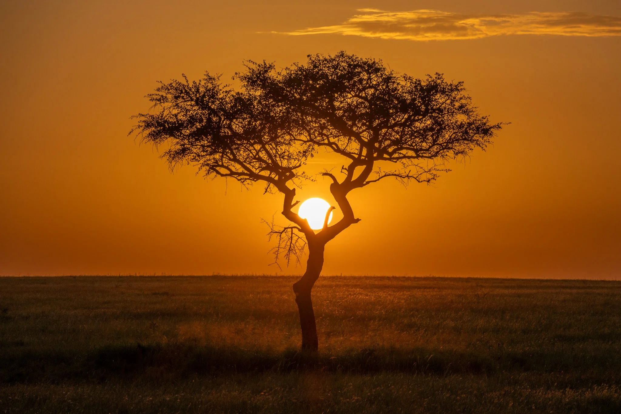 A tree silhouette with sprawling branches stands against a sunset with the sun positioned behind its trunk, creating a warm orange and yellow sky over a grassy field.