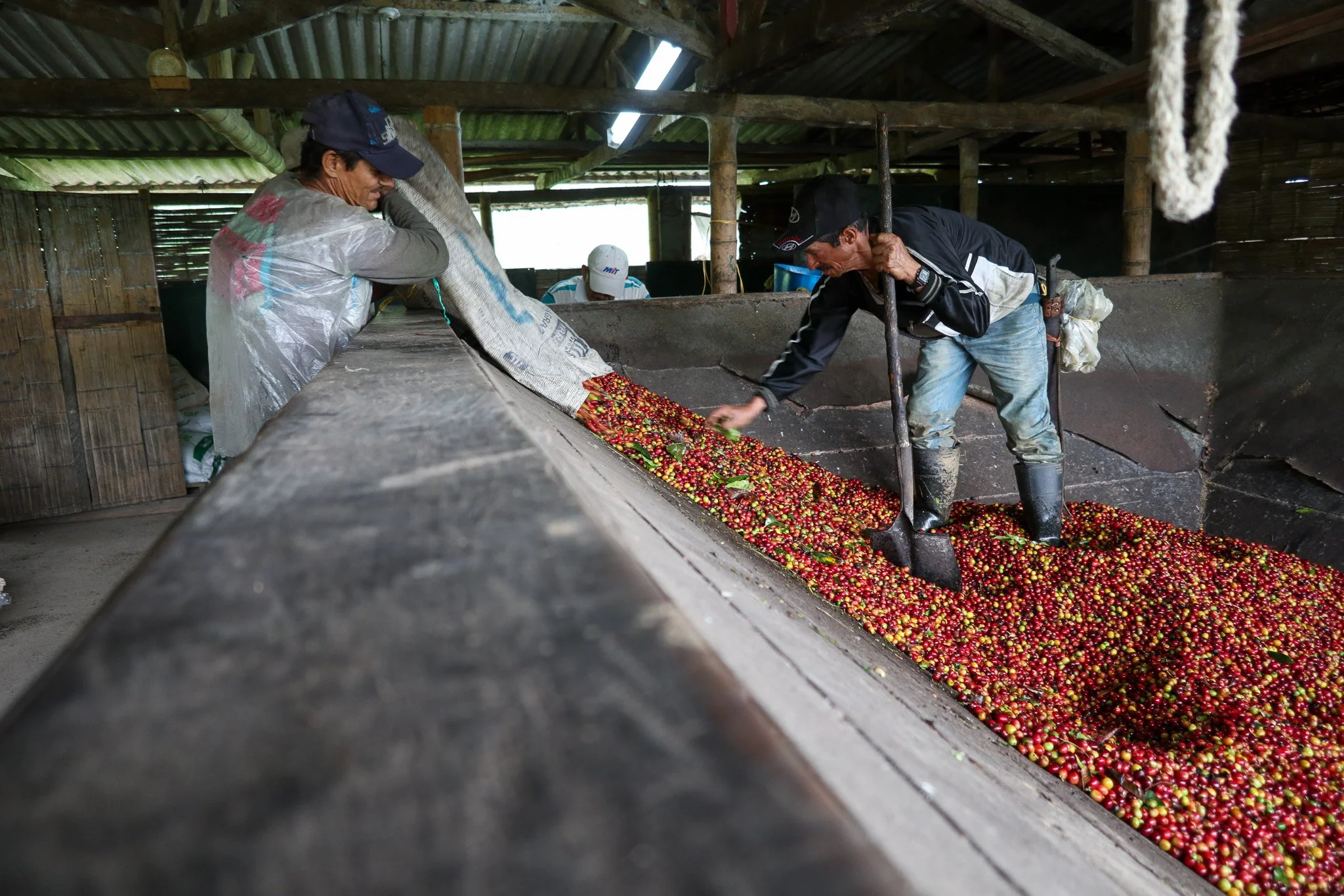 Two workers sorting colorful coffee cherries in a rustic, wooden coffee processing facility.