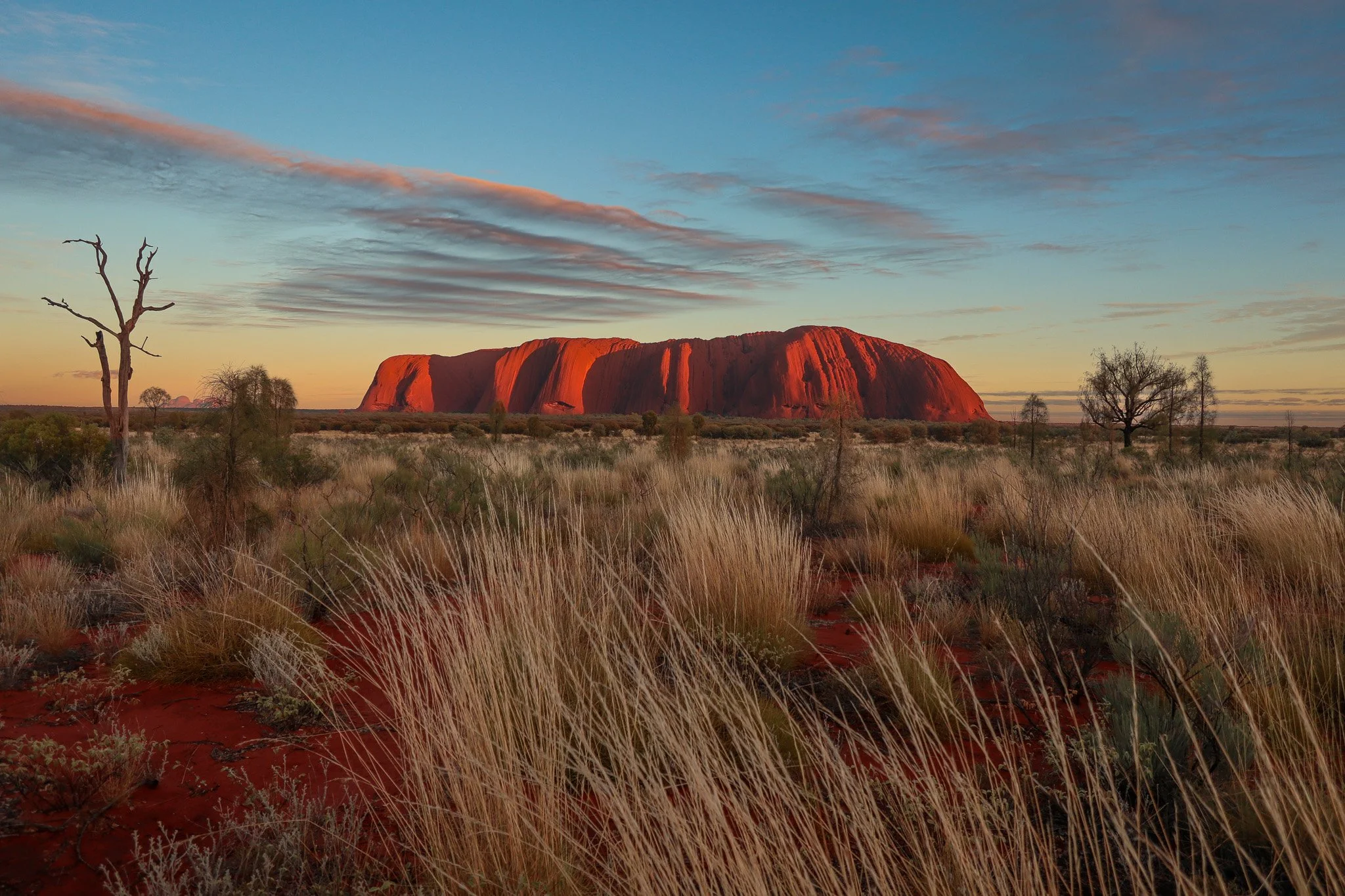Sunset view of Uluru rock formation in Australia with dry grass and sparse trees in foreground, partly cloudy sky.
