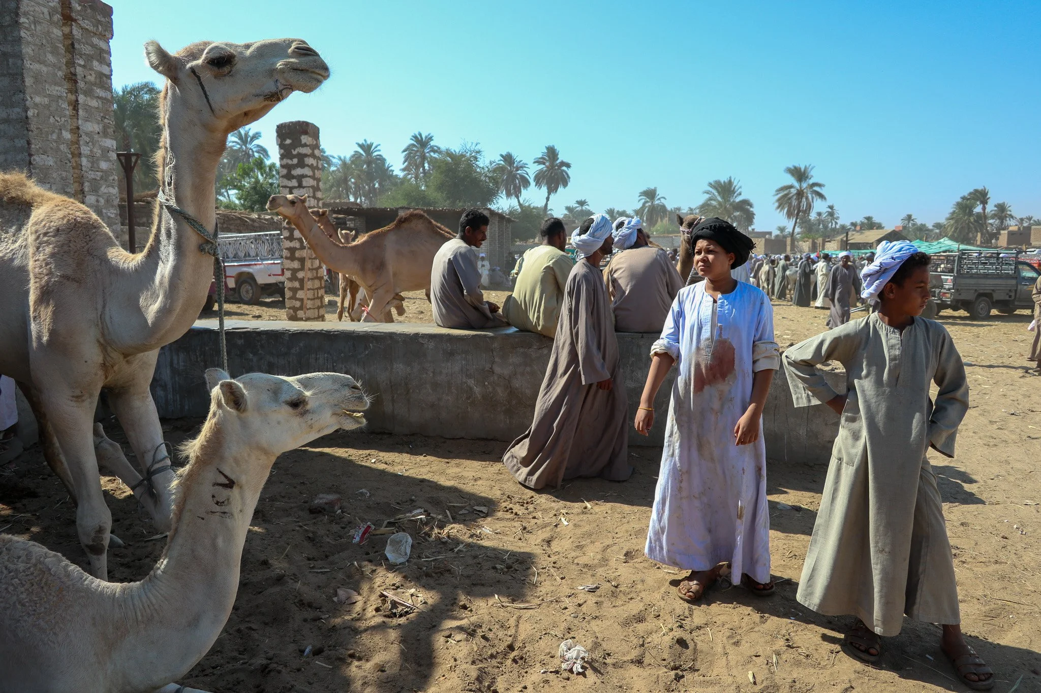 A marketplace scene with camels and people in traditional clothing in a desert area with palm trees in the background.