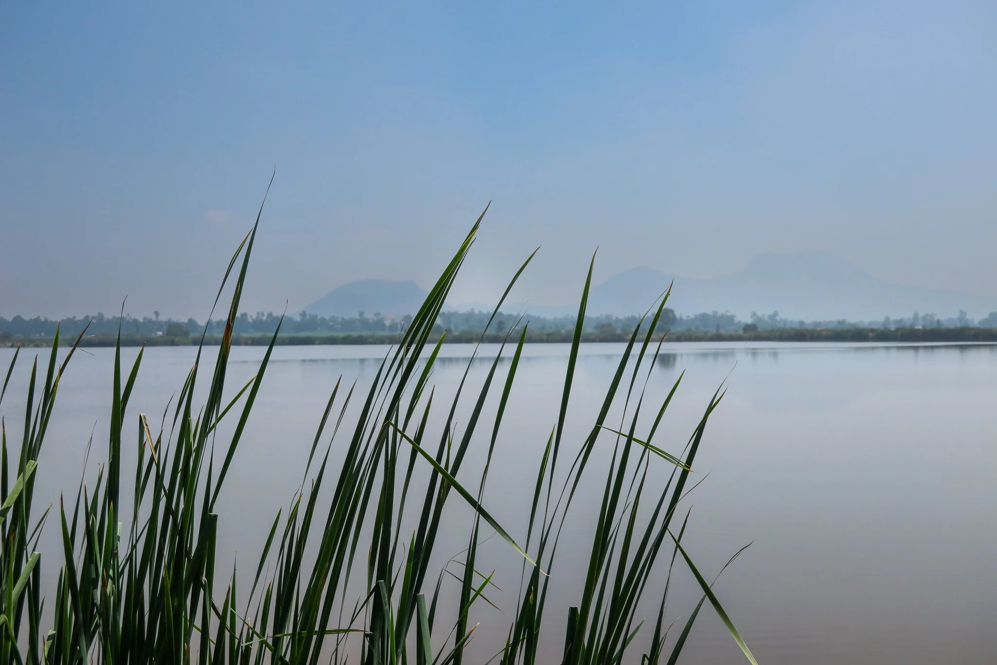Calm lake with tall grasses in the foreground, distant trees, and mountains under a blue sky.