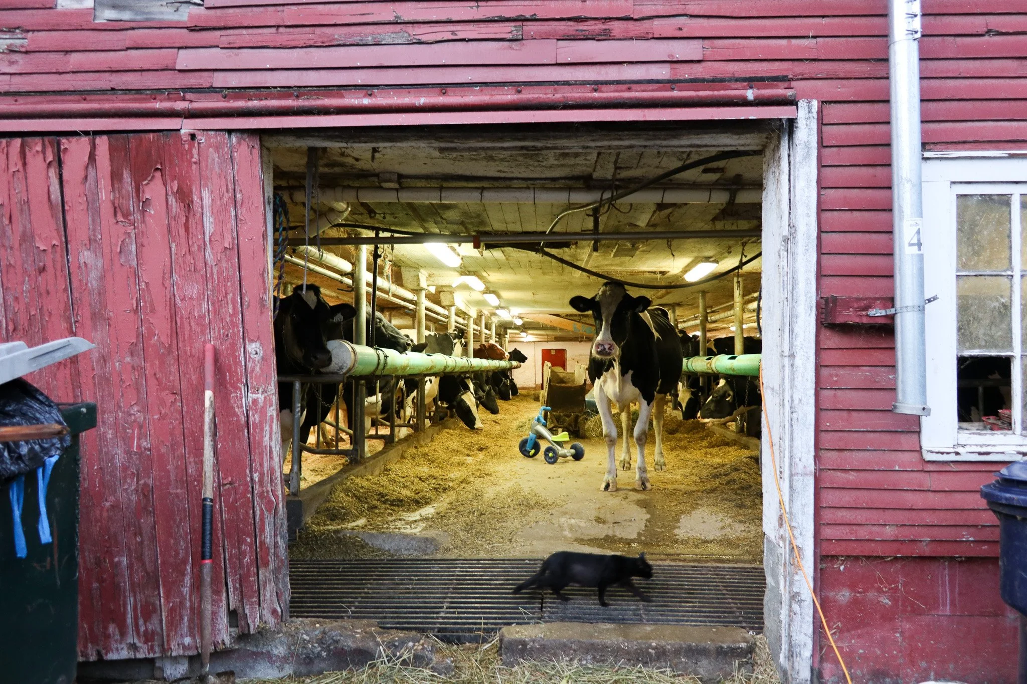 Inside a red barn, Holstein cows are standing in stalls, with a calf standing in the aisle, a tricycle in the middle, and a black cat walking outside the barn entrance.