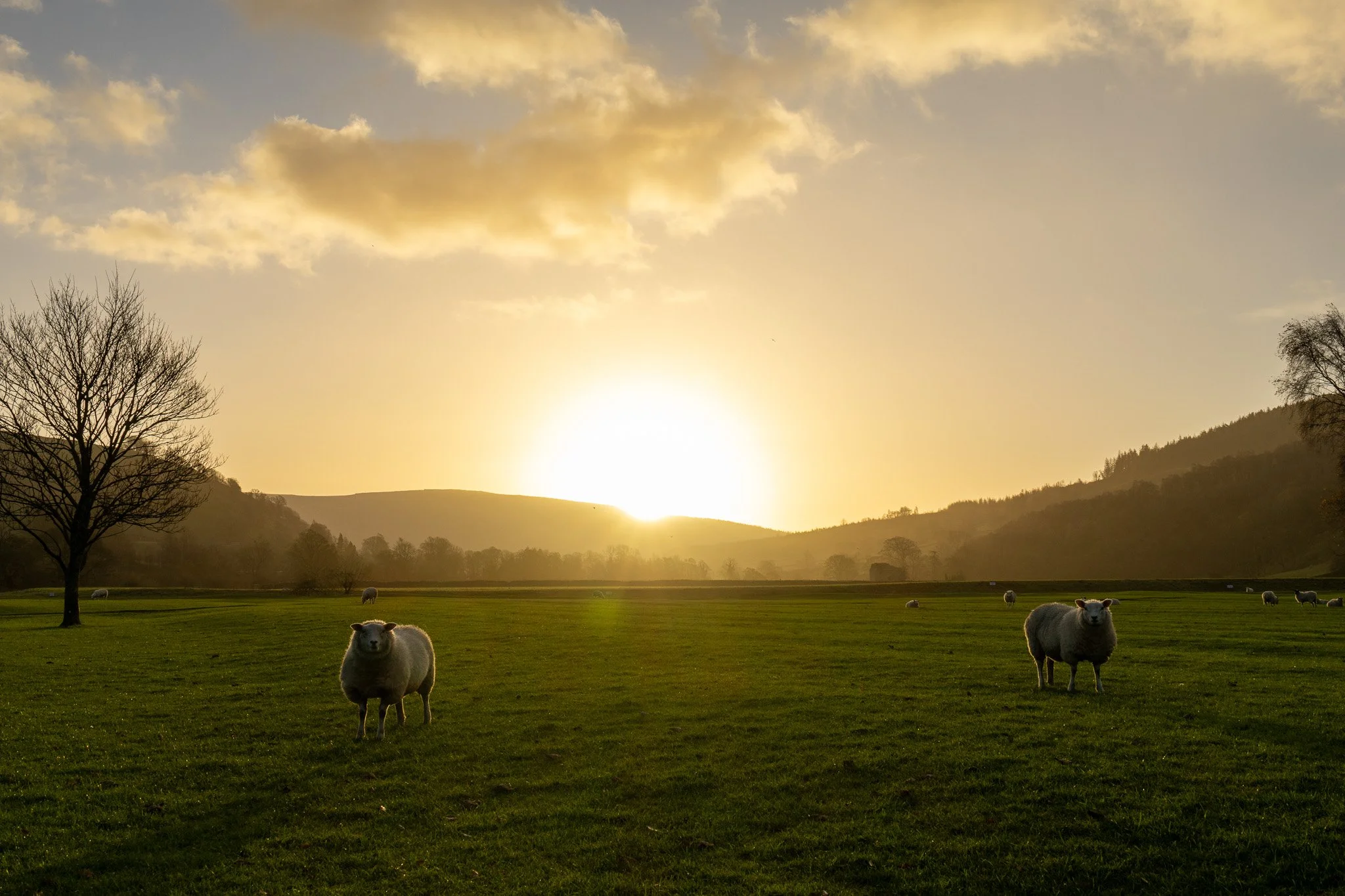 A pastoral landscape with sheep grazing on a green field at sunset, with rolling hills and a few leafless trees under a partly cloudy sky.