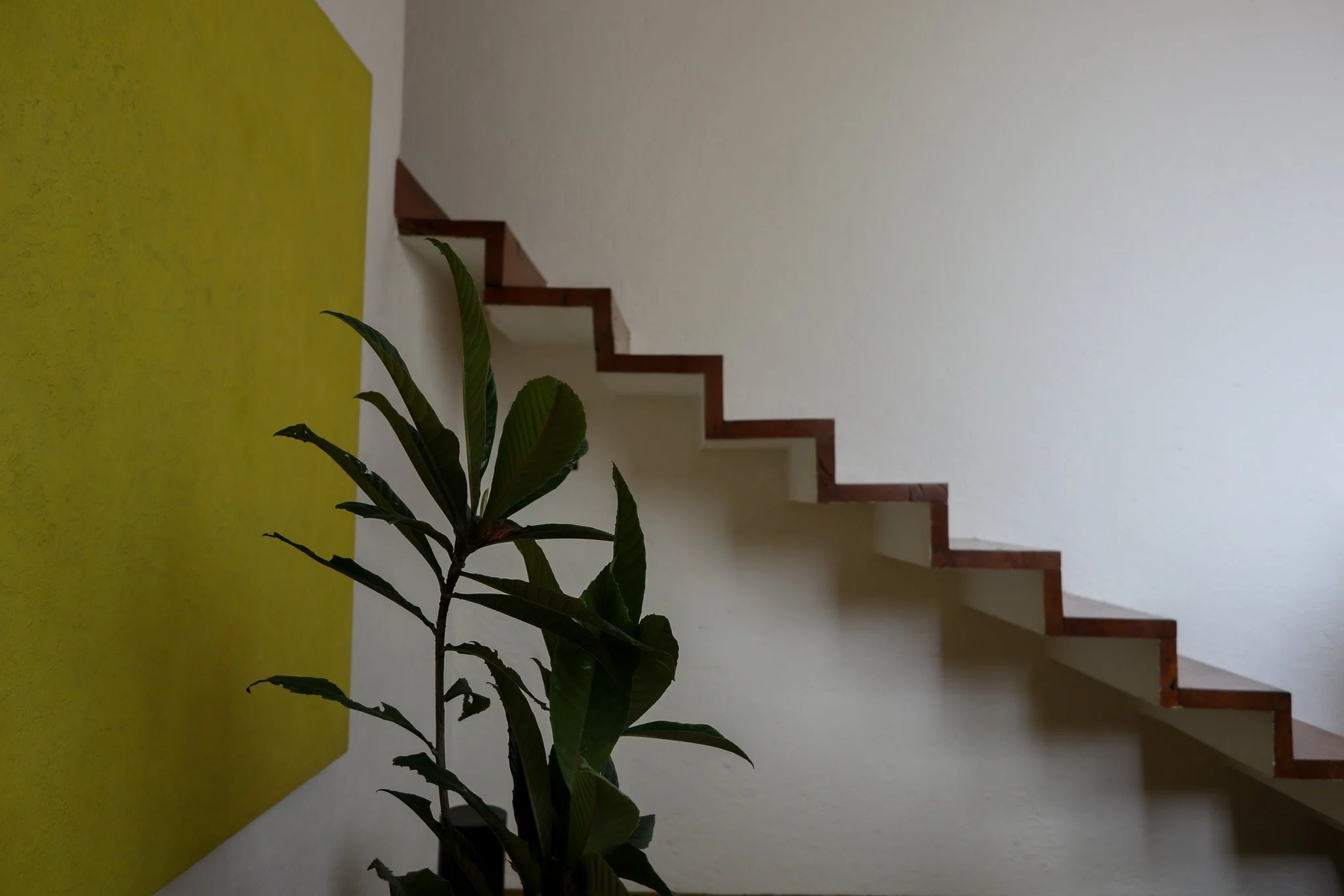 Indoor scene featuring a green plant with large leaves in front of a wall that has a yellow section, with a staircase with wooden edges in the background.