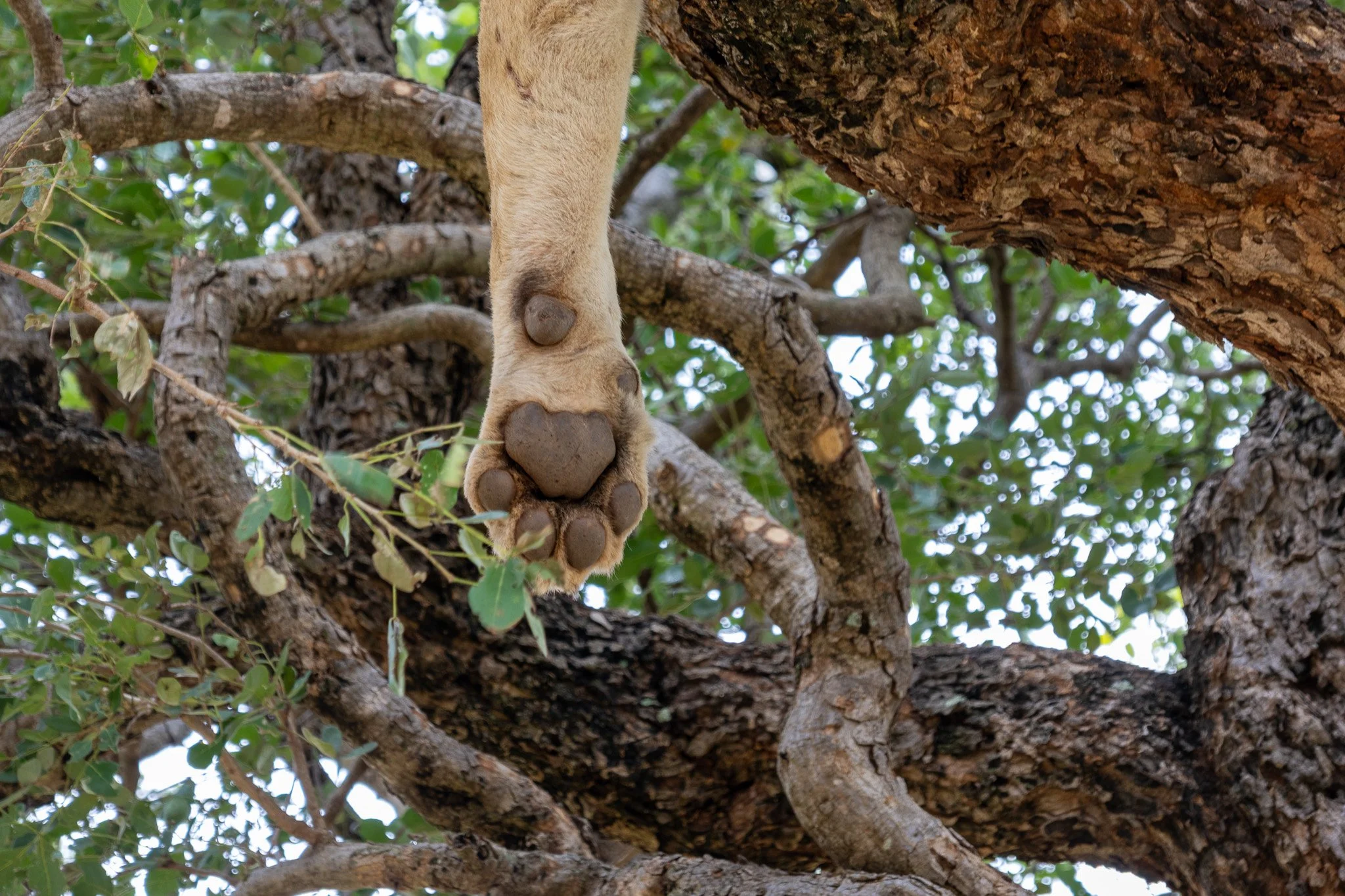 Close-up of a giraffe's foot hanging from a tree branch, showing the heart-shaped hoof with green leaves and tree bark.