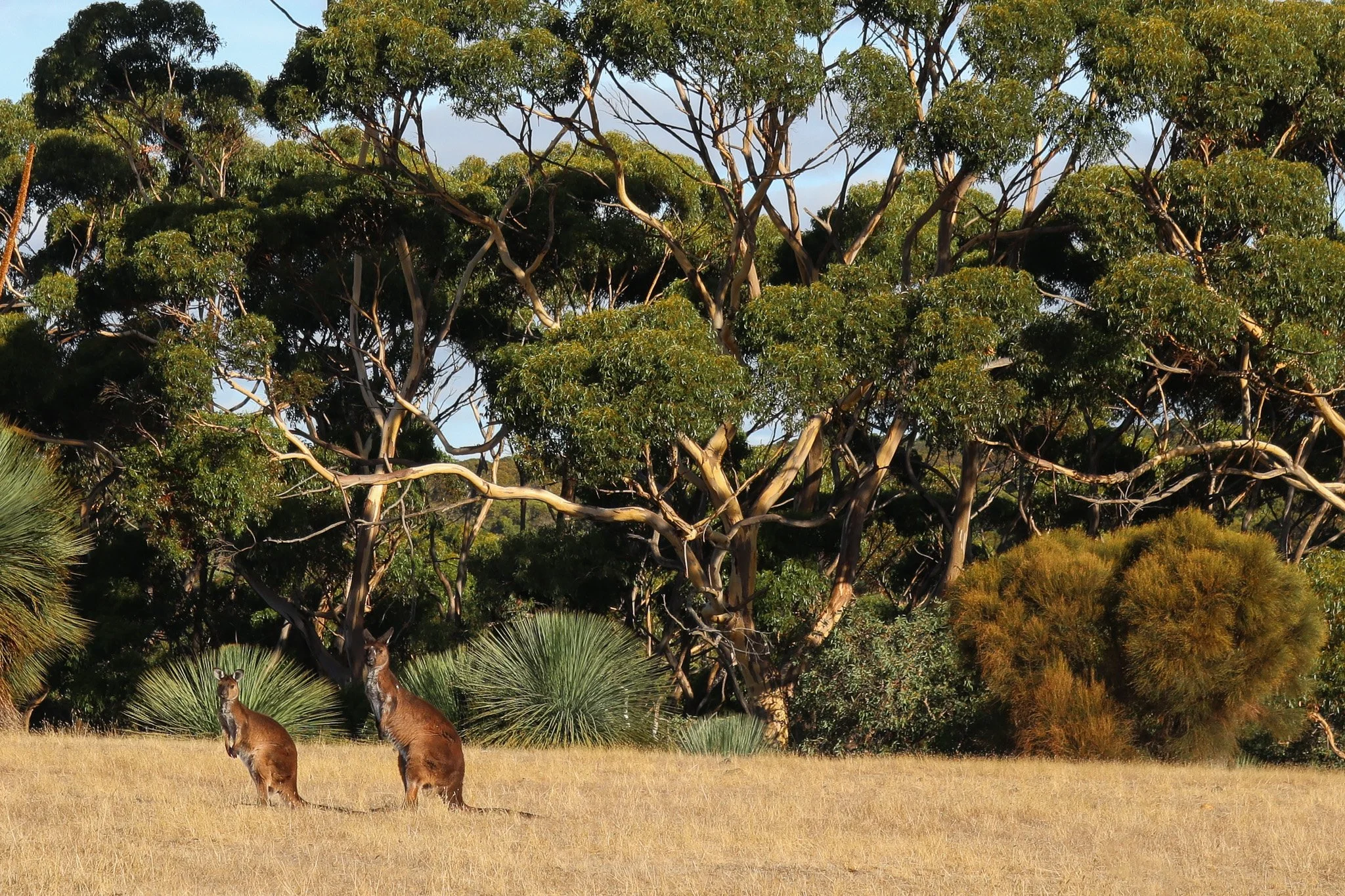 Two kangaroos on grassy field with trees and bushes in background.