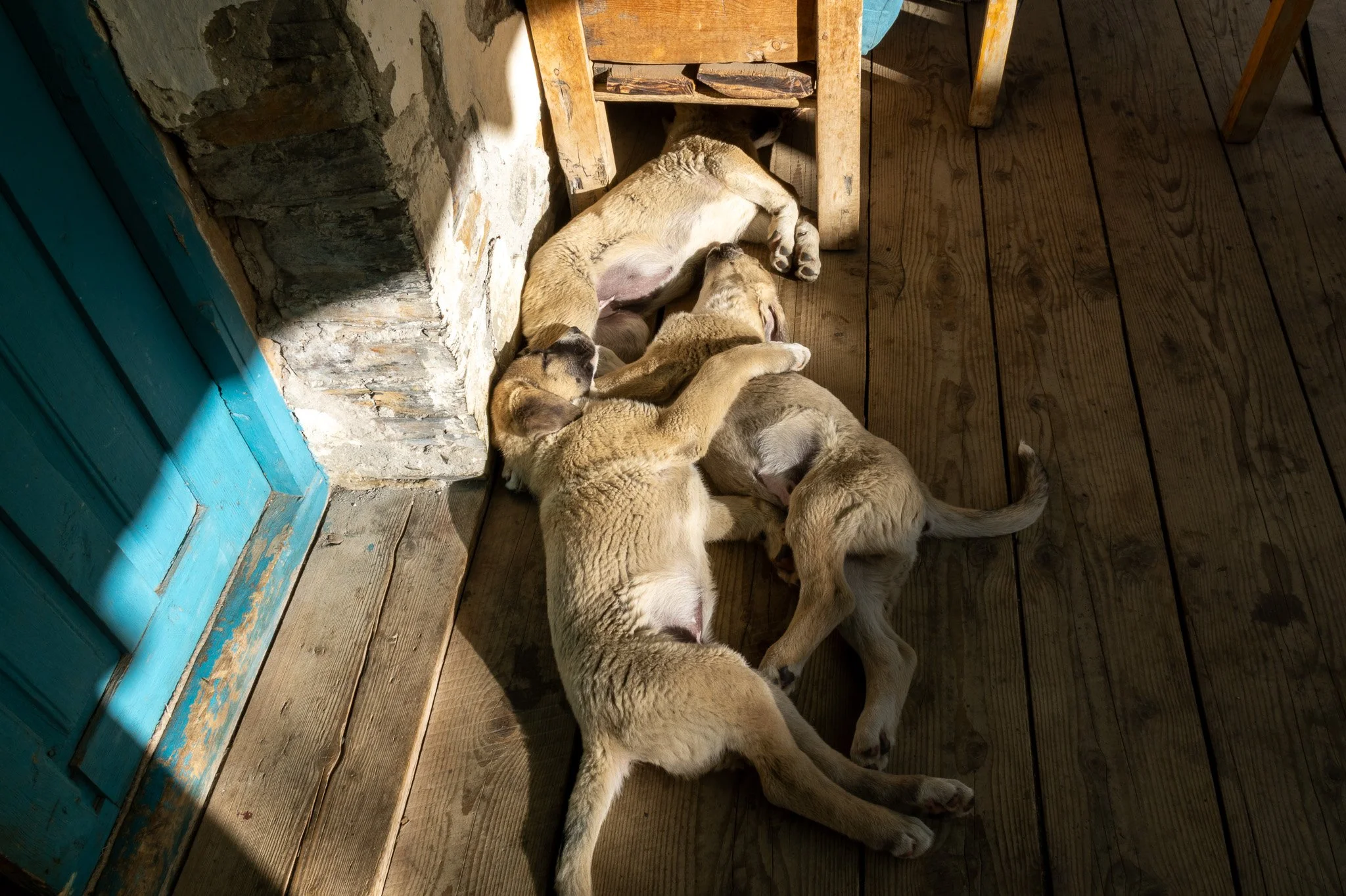 Three puppies sleeping on a wooden floor near a stone wall and a blue door.