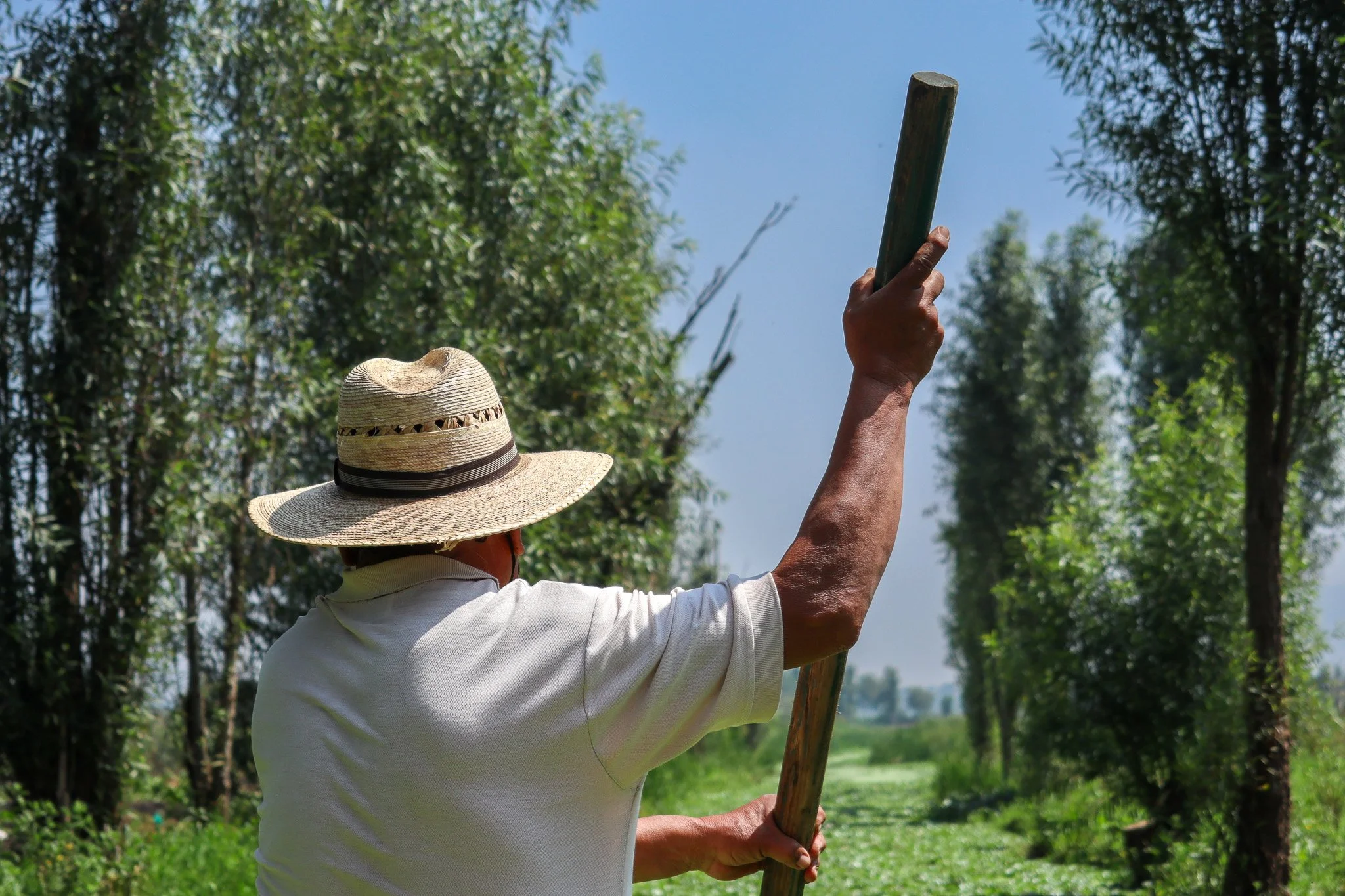A person wearing a straw hat and white shirt holding a long wooden stick, standing outdoors with green trees and a clear sky in the background.