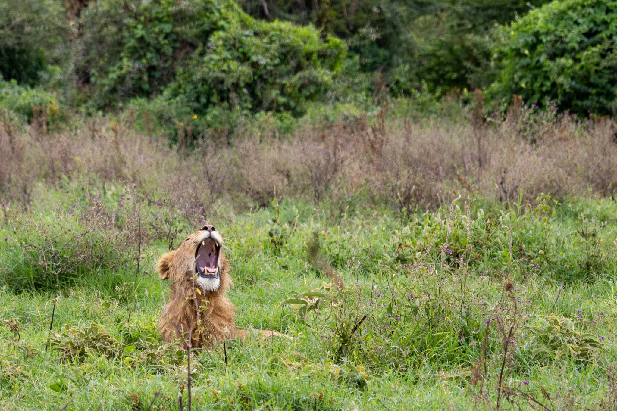 A lioness in a grassy field with shrubs and trees in the background, yawning with her mouth wide open.