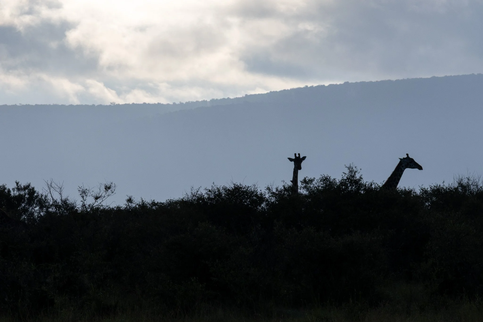Silhouettes of two giraffes standing above trees in a savanna landscape with mountains and cloudy sky in the background.
