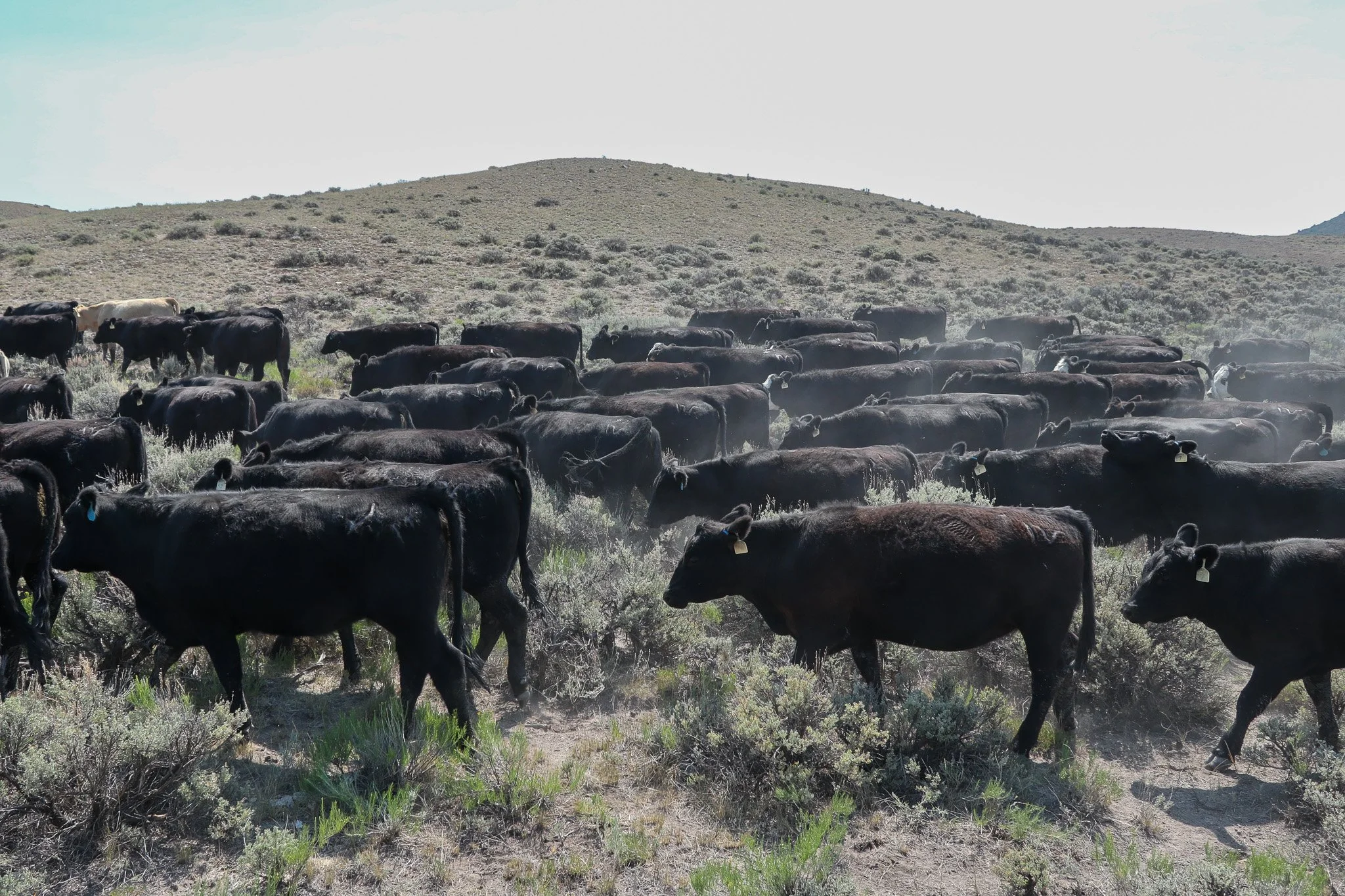 A herd of black cattle walking across a dry, dusty plain in a hilly, arid landscape.