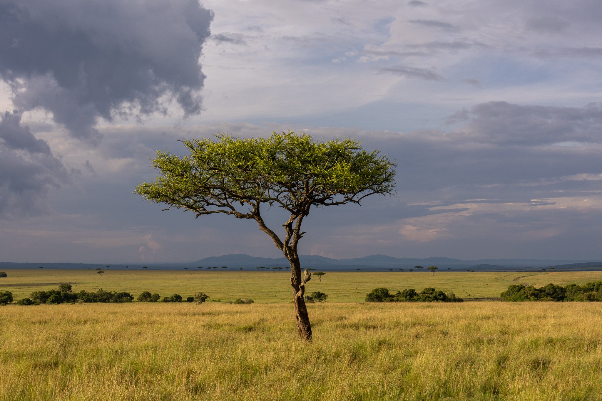 A solitary tree with sparse green foliage stands in a grassy plain under a cloudy sky during daytime. In the background, there are distant hills and a wide open landscape.