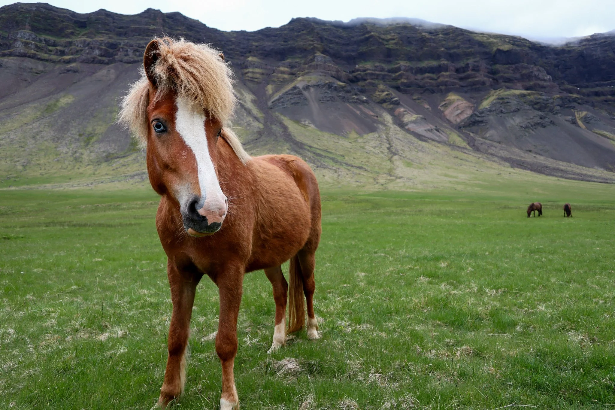 A small brown horse with a blond mane standing on a green grassy field with mountains in the background.