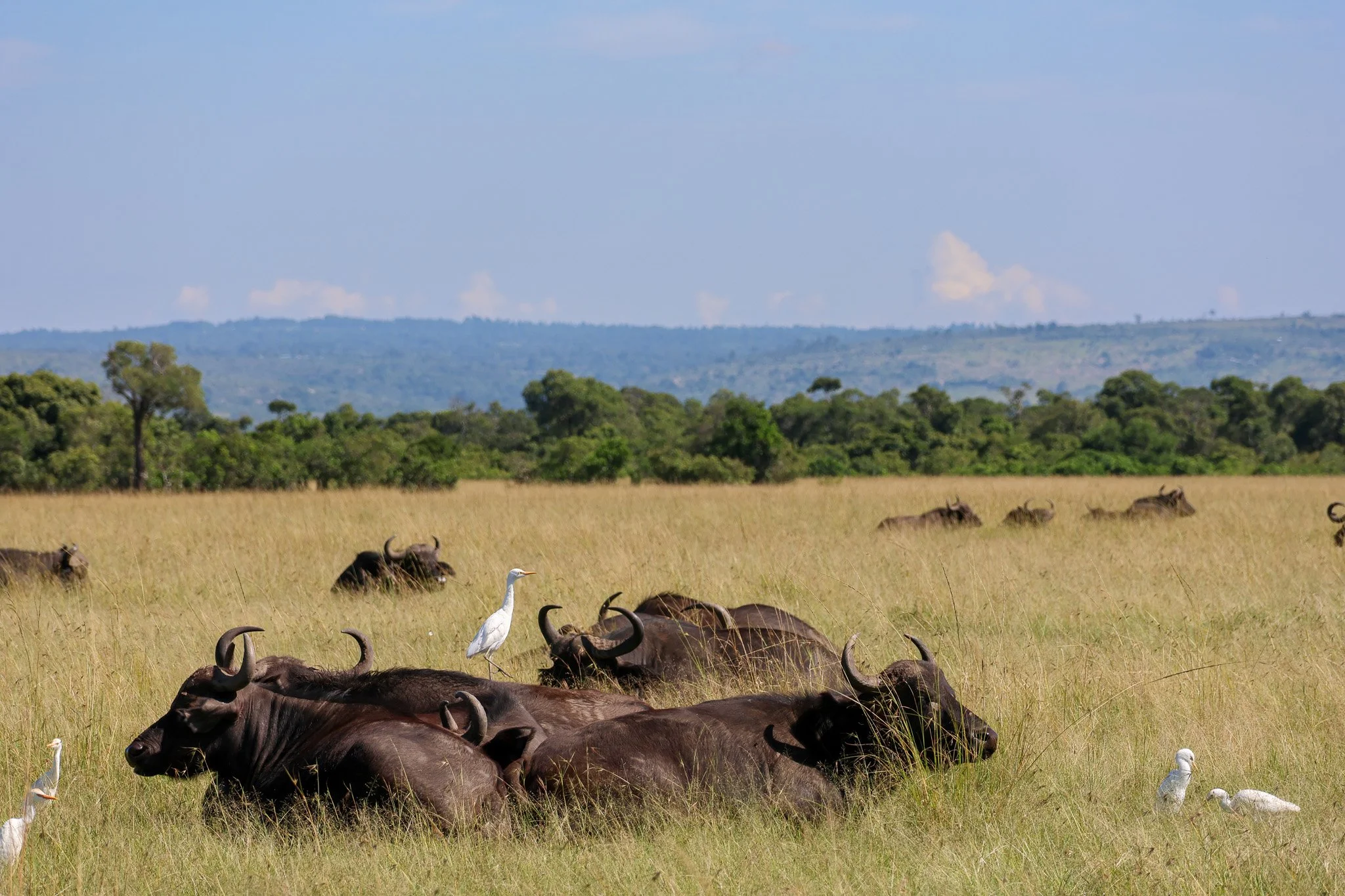A herd of wildebeests resting in a grassy savannah, with a few white birds standing nearby, and a background of distant trees and blue sky.
