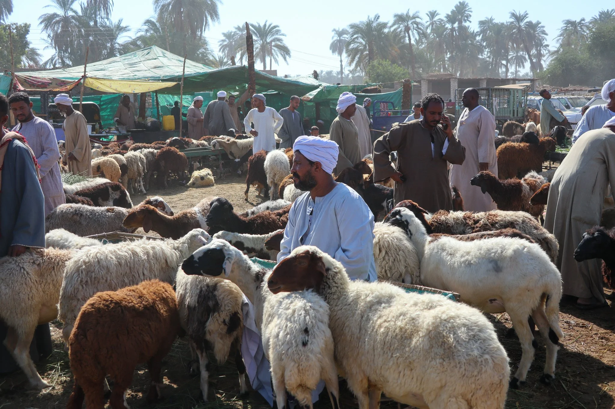 Market scene with men in traditional clothing tending to sheep and goats under tents, with palm trees in the background.