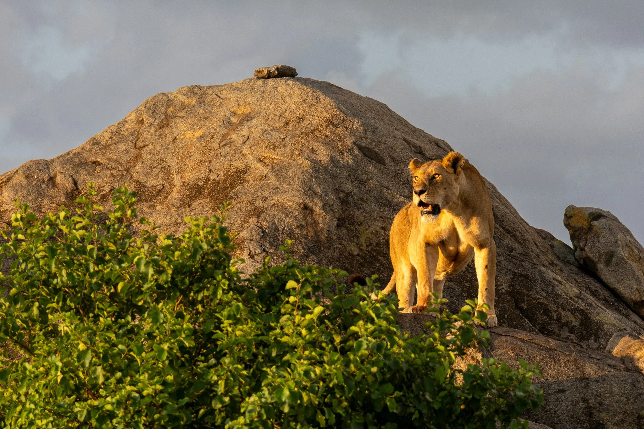 A lioness standing on rocks with green bushes in the foreground and a cloudy sky in the background.
