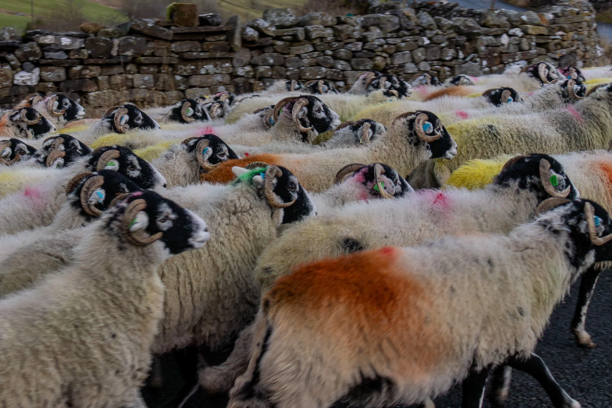 A flock of sheep, mostly with black and white faces and curly wool, walking on a farm with a stone wall in the background. Some sheep have colored markings and ear tags.