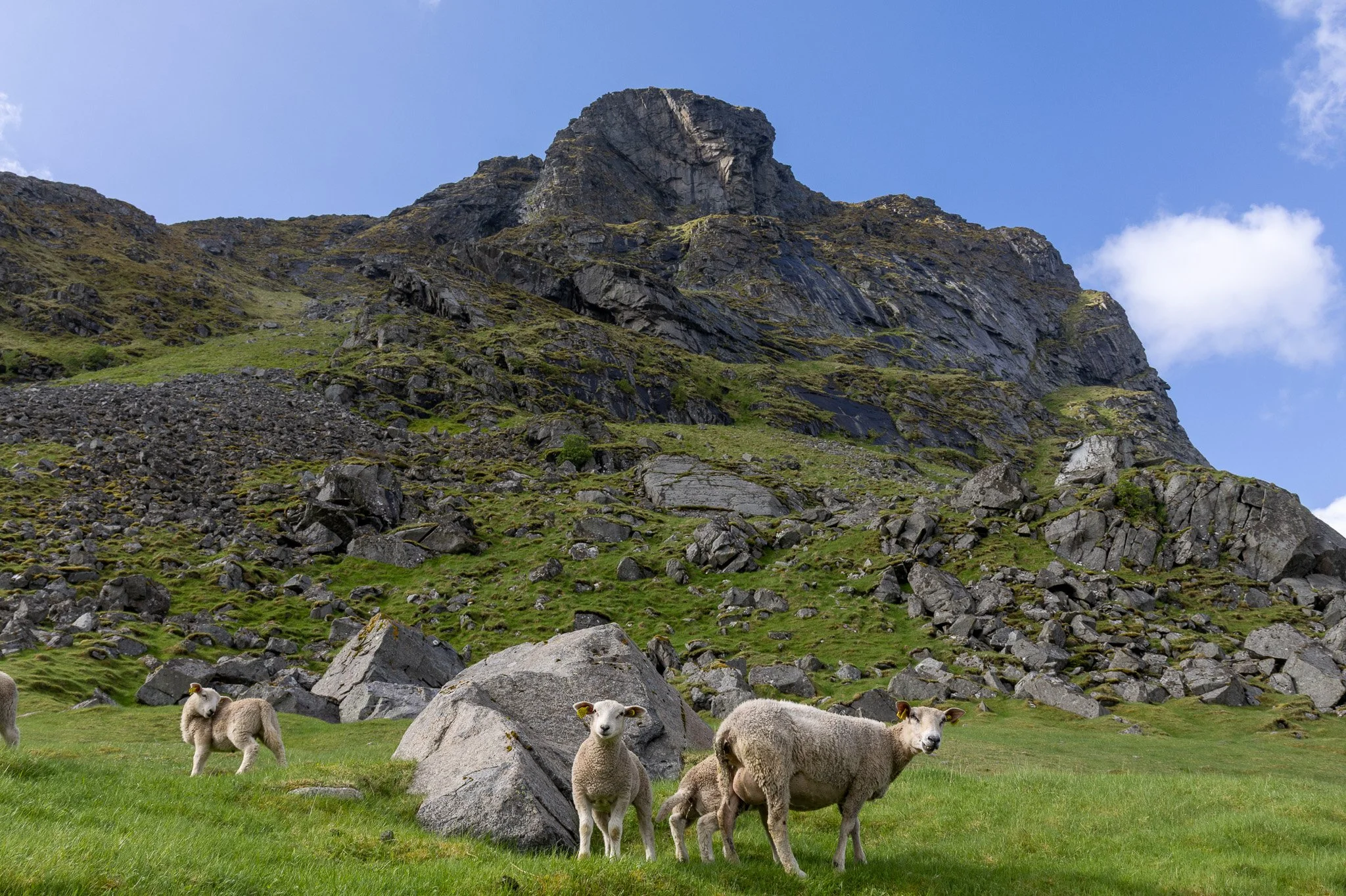 Sheep grazing on green grass with a rocky hillside and mountain in the background under a blue sky with some clouds.