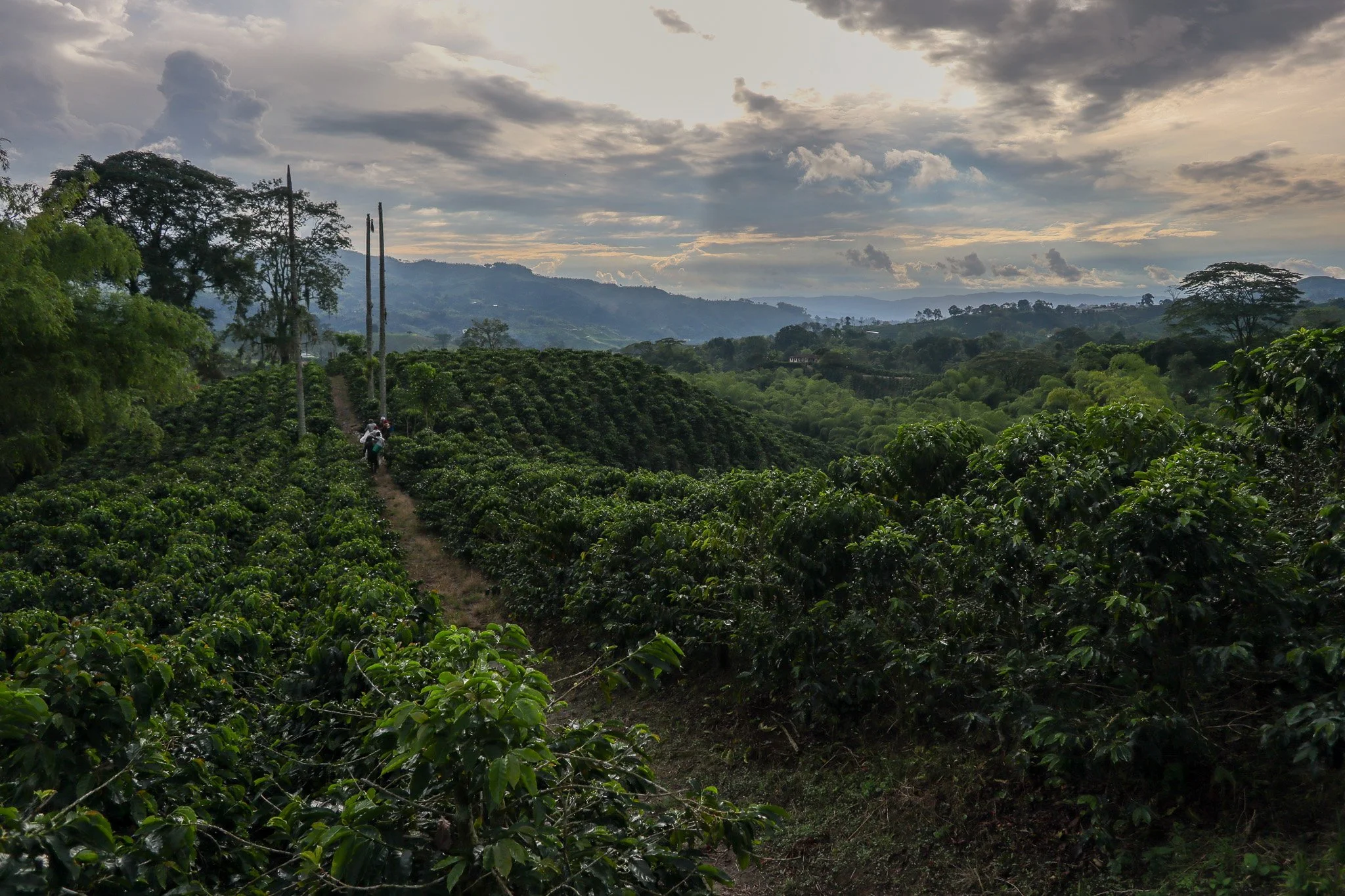 A lush green coffee plantation with workers walking along a dirt path in the afternoon, surrounded by dense trees and rolling hills in the distance under a partly cloudy sky.