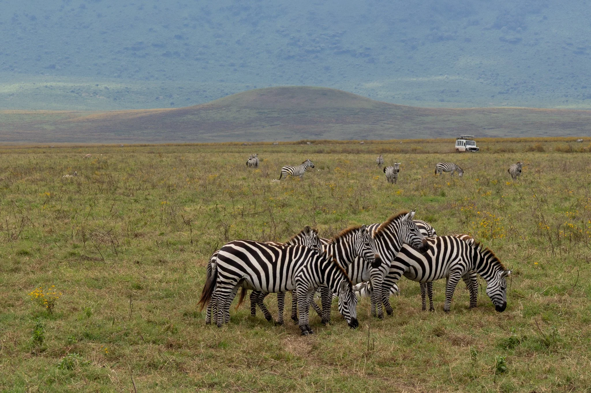 A herd of zebras grazing on an open grassy plain with a few small yellow flowers, a few more zebras in the distance, and a safari vehicle in the background under a cloudy sky.