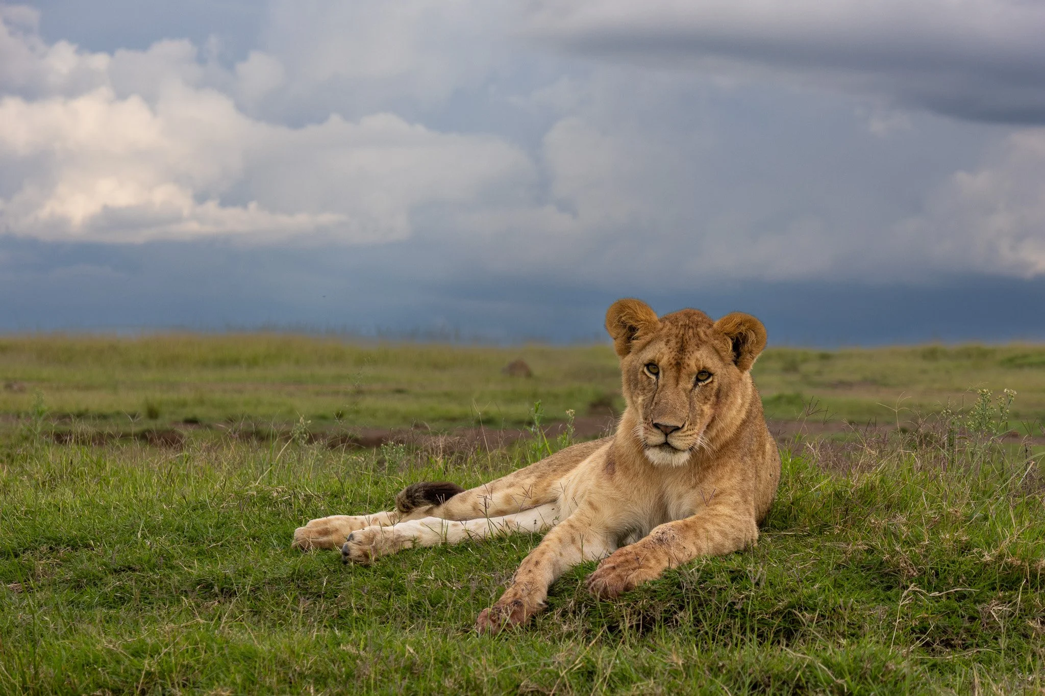 Young lion lying on green grass in a savannah with cloudy sky in the background.