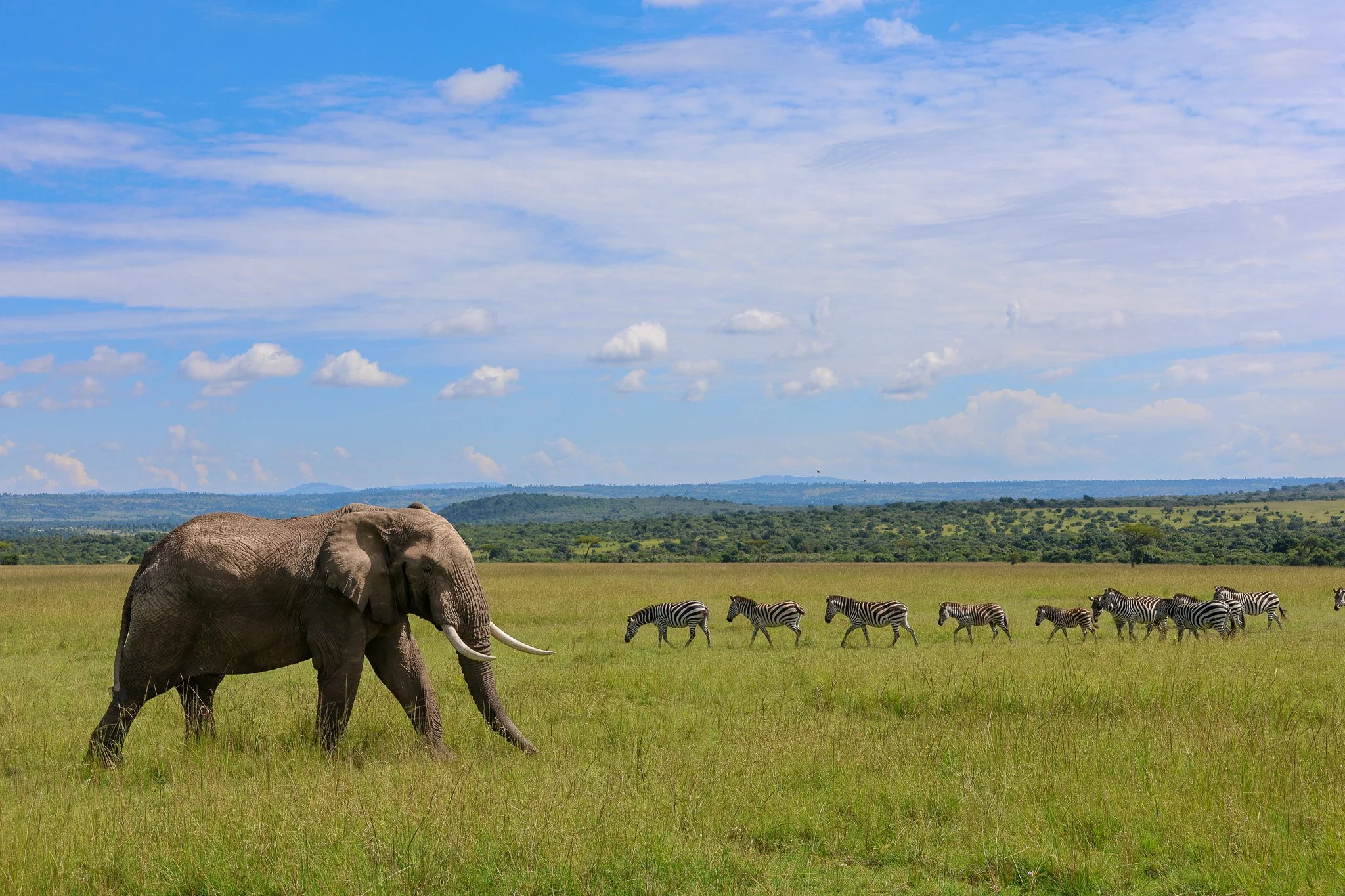 A herd of zebra walking across a grassy plain with an elephant walking nearby, under a blue sky with scattered clouds, in a savannah landscape.