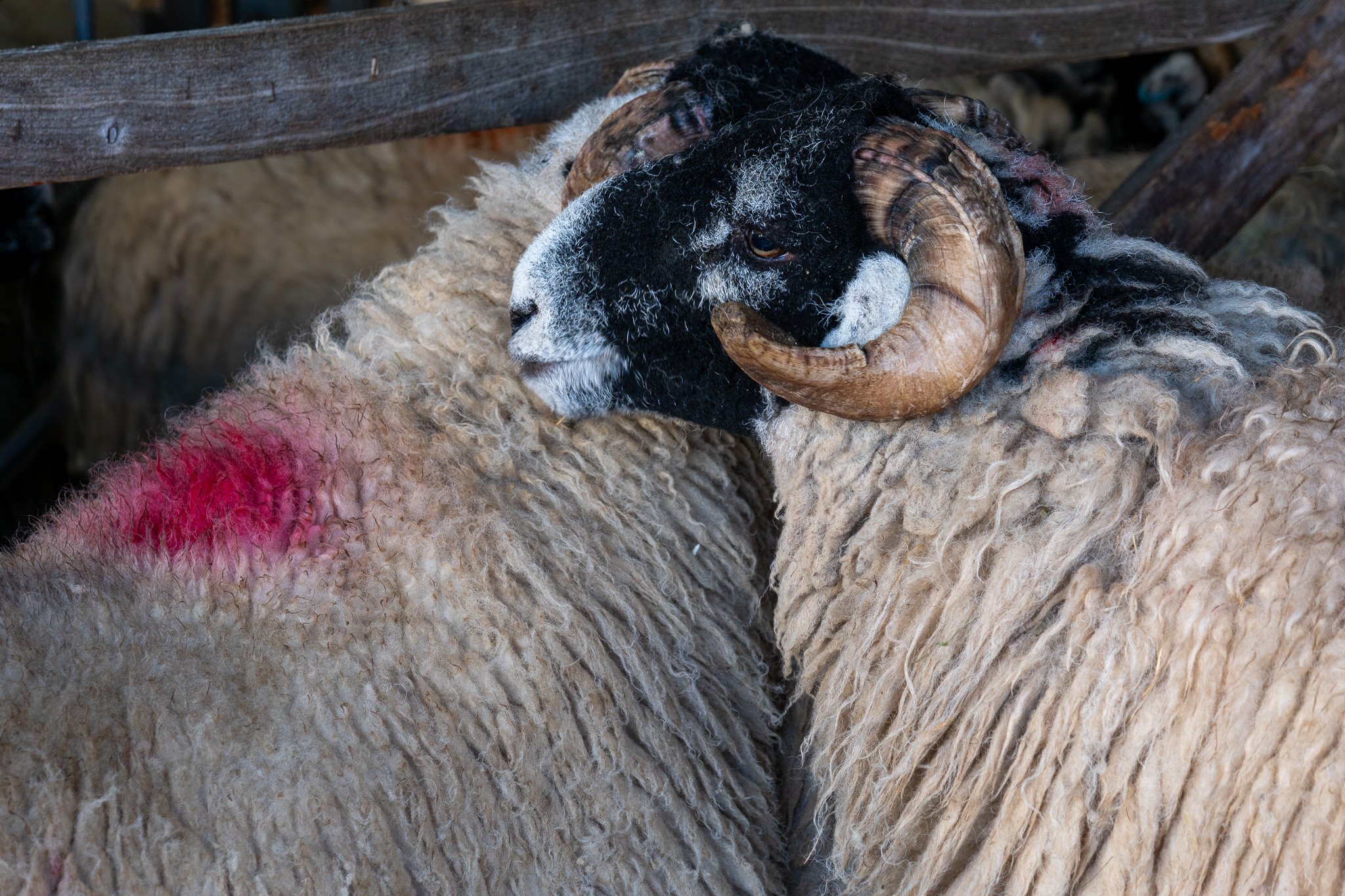 A close-up of a sheep with thick wool and a black and white face, showing the sheep's profile. The sheep has prominent curved horns and a red marking on its wool.