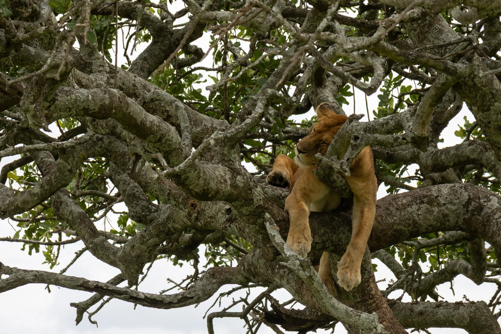 A lioness resting high in a tree among dense branches and green leaves.