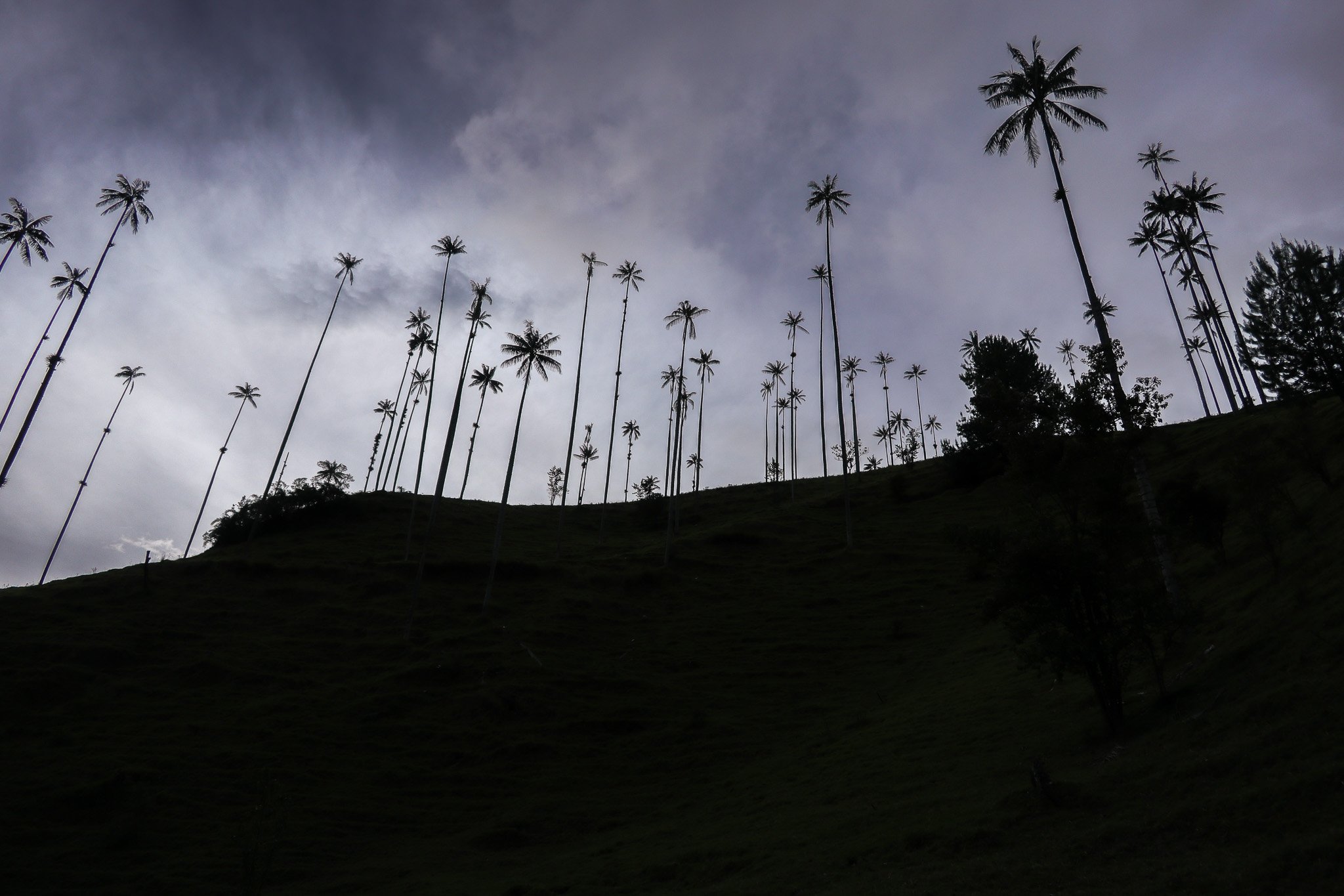 Silhouetted tall palm trees on a hill under a cloudy sky.