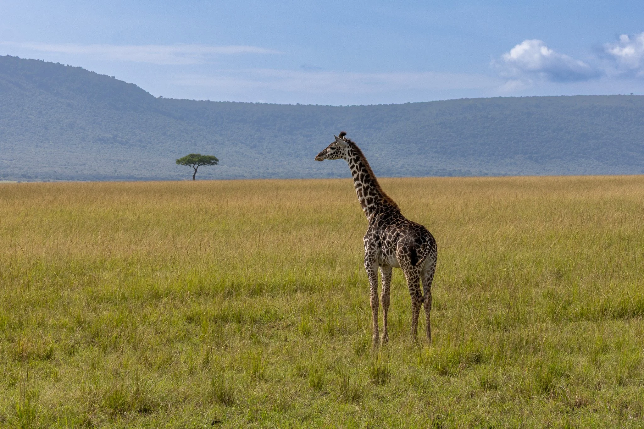 A young giraffe standing in a grassy plain with rolling hills and a single tree in the background under a blue sky with clouds.