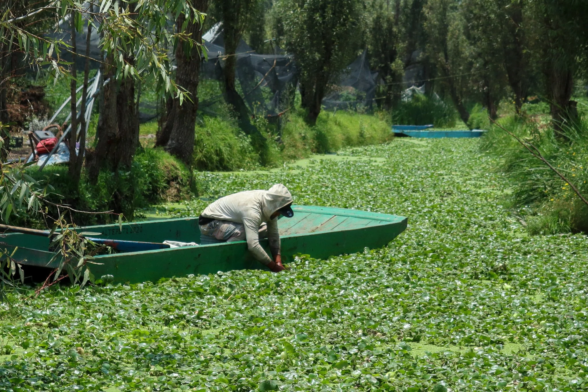 A person wearing a hoodie and cap leaning over a small green boat in a waterway covered with green floating plants, surrounded by trees and vegetation.