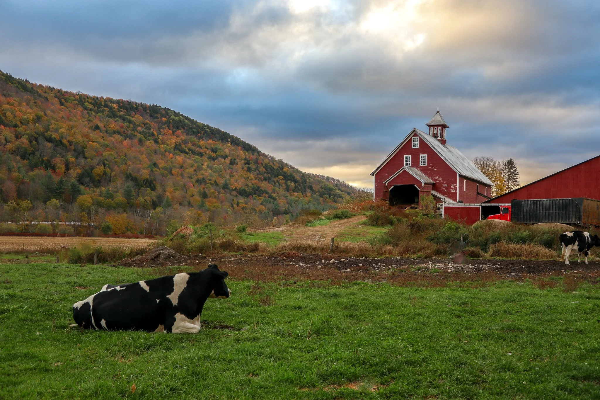 A black and white cow resting on green grass near a farm with a red barn and a red tractor, with a backdrop of a hillside covered in autumn-colored trees and a cloudy sky.