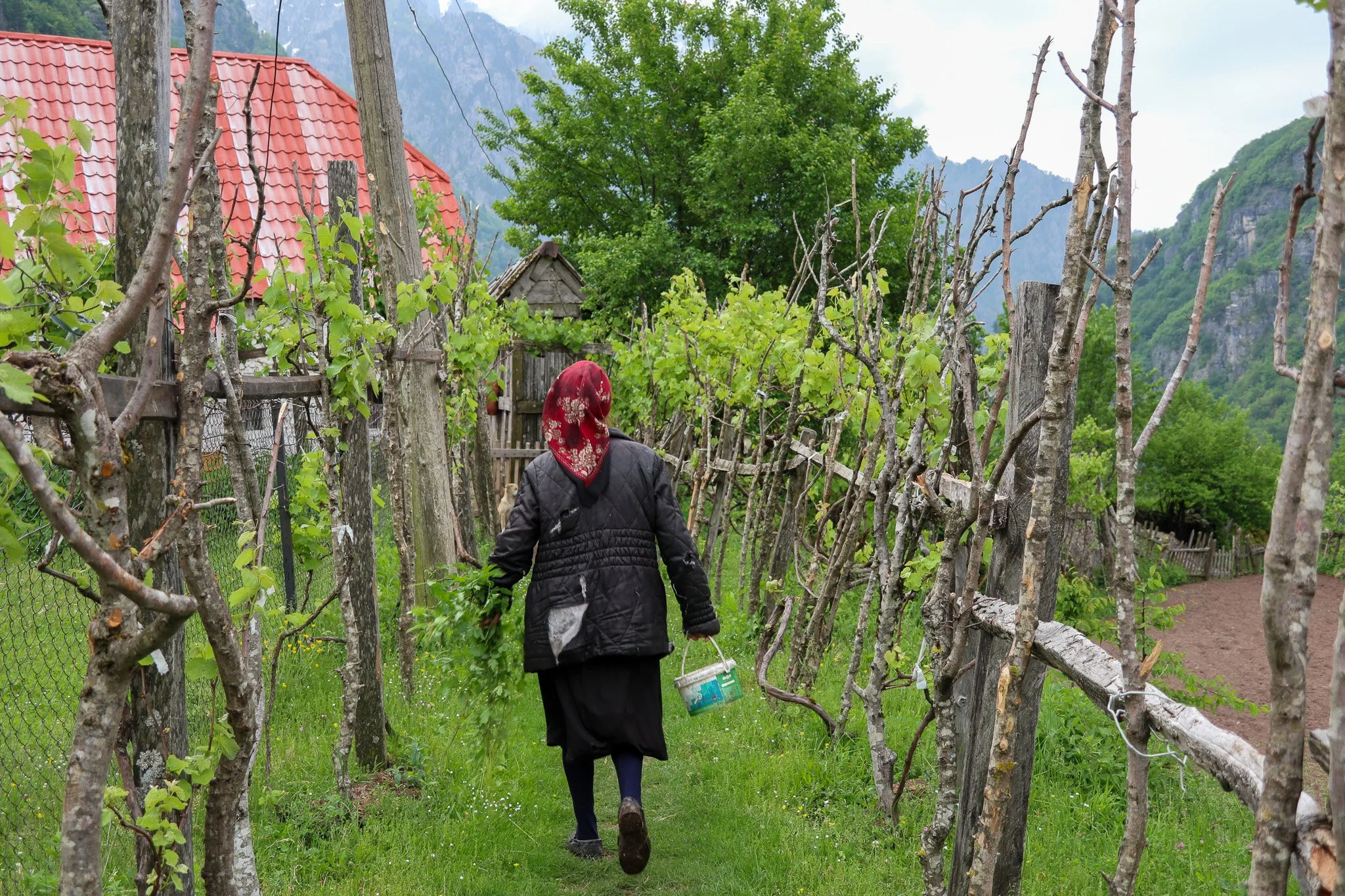 A person with a red headscarf and black jacket walking through a lush, green garden with wooden fences and grapevines, carrying a blue basket.