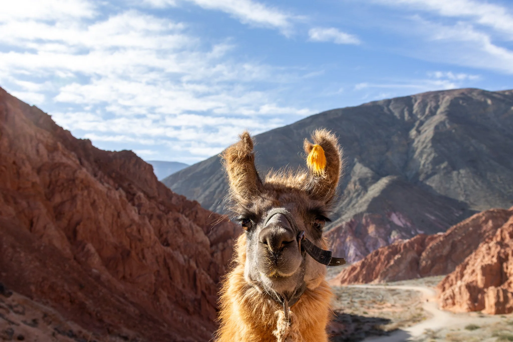 Close-up of a llama with colorful mountains in the background and a partly cloudy sky.