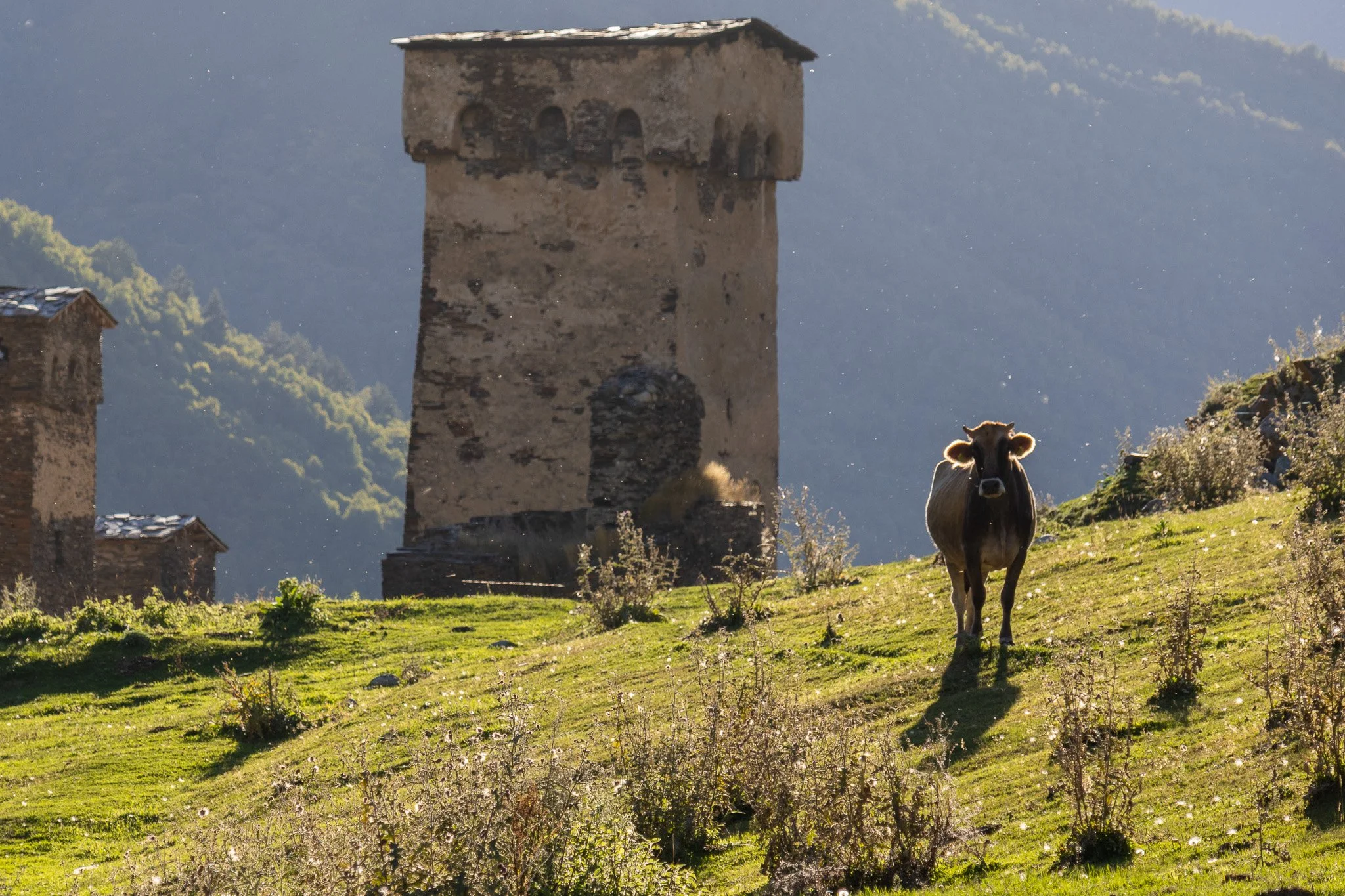 A cow standing on a grassy hillside in front of an old stone tower with mountains in the background, illuminated by early morning or late afternoon sunlight.
