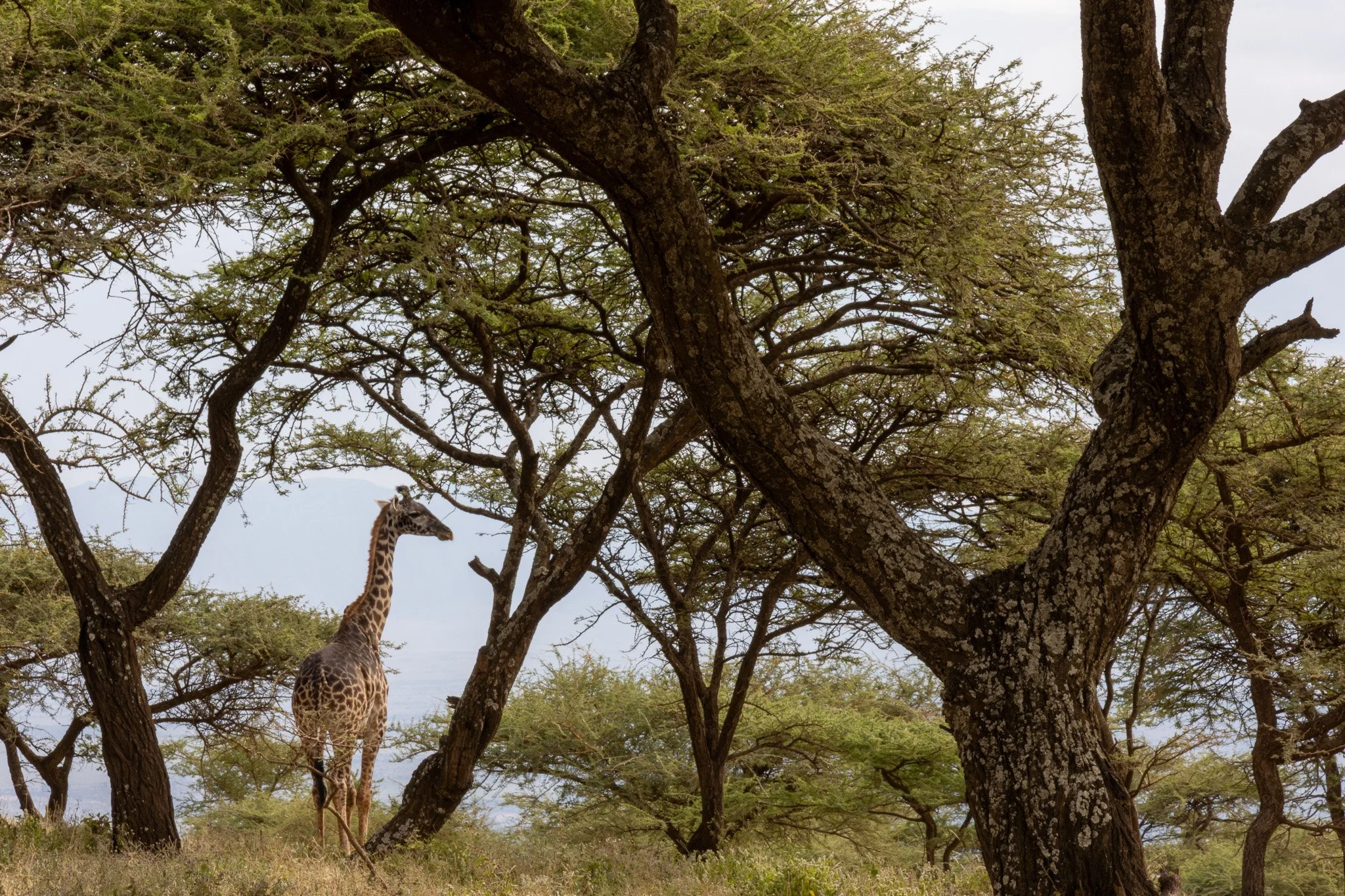 A giraffe standing among tall trees in a savannah landscape.